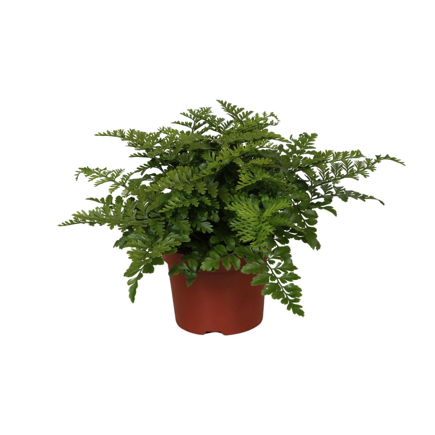 Asplenium 'Parvati' Paproć doniczkowa Ø12cm Wysokość 25cm - Elegancka roślina ozdobna