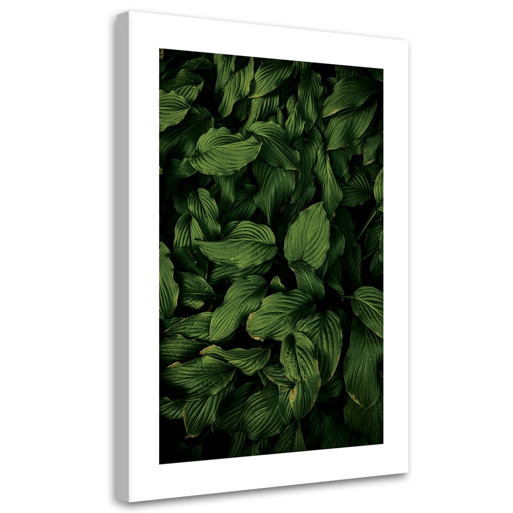 Obraz na płótnie, Ciemno zielone liście 60x90