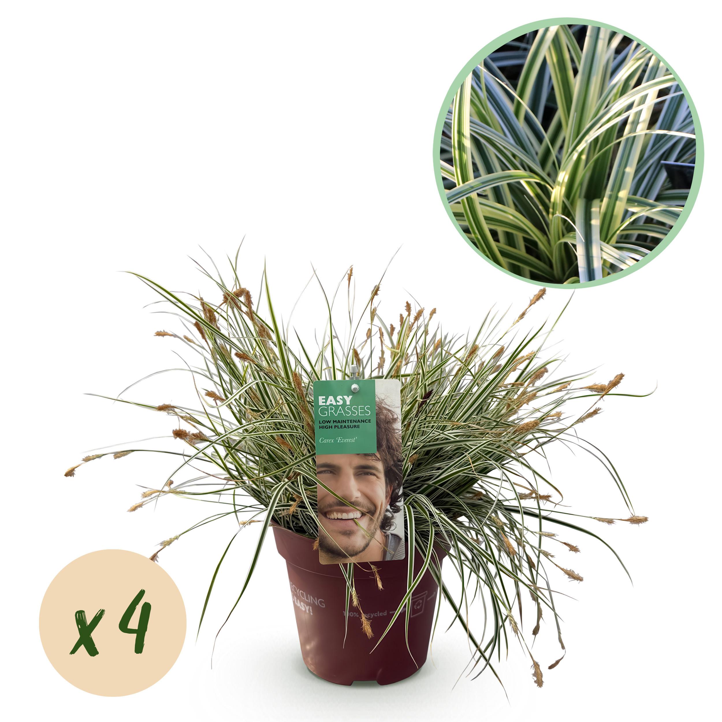 Carex oshimensis Everest – 4 rośliny – Zimozielona – Zielono-biała – Niska pielęgnacja – Doniczka 17 cm – 50 cm