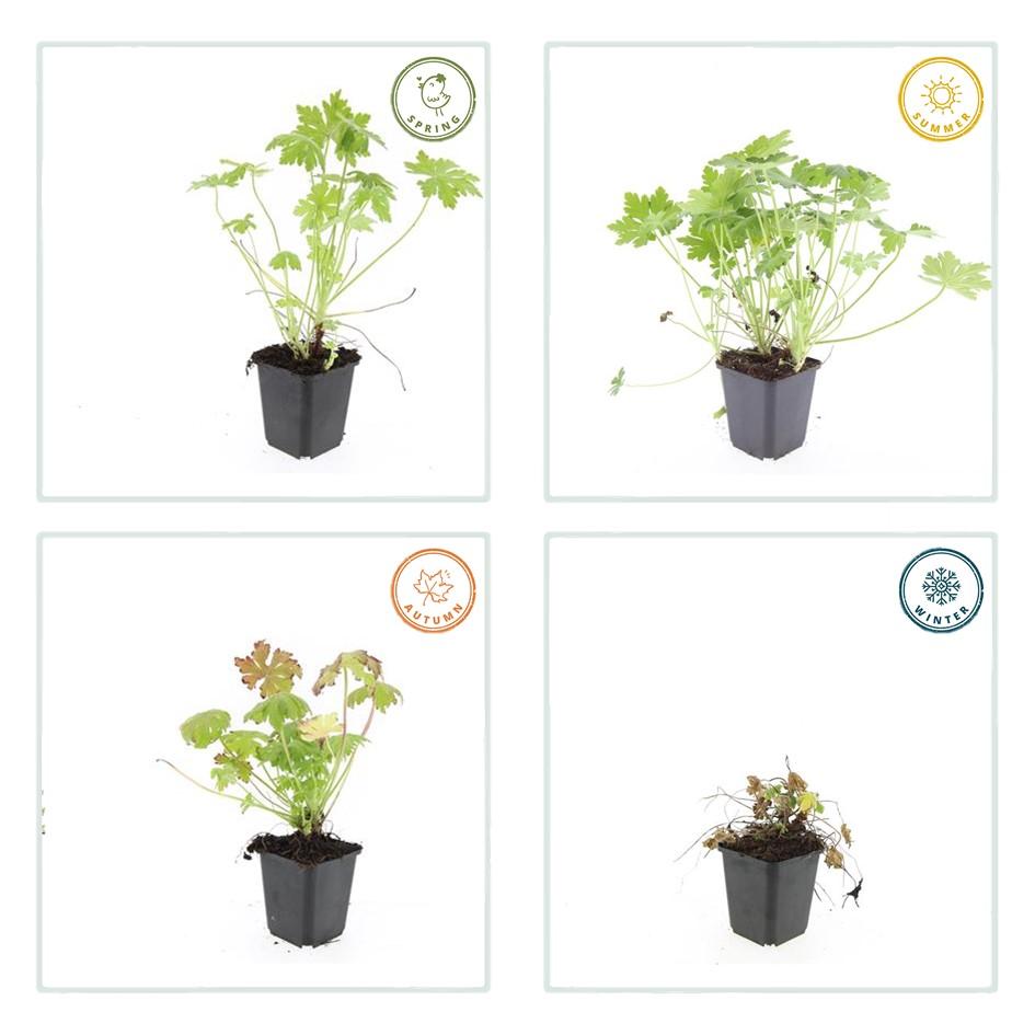 12x Géranium macrorrhizum - Couvre-sol robuste à feuilles parfumées et fleurs printanières, 10-25 cm, pot Ø9 cm - 4