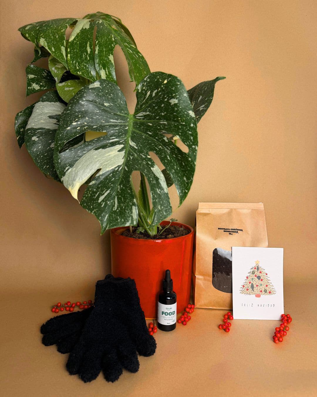 madonna lily plant Madonna Lily  Stevensons Florist
