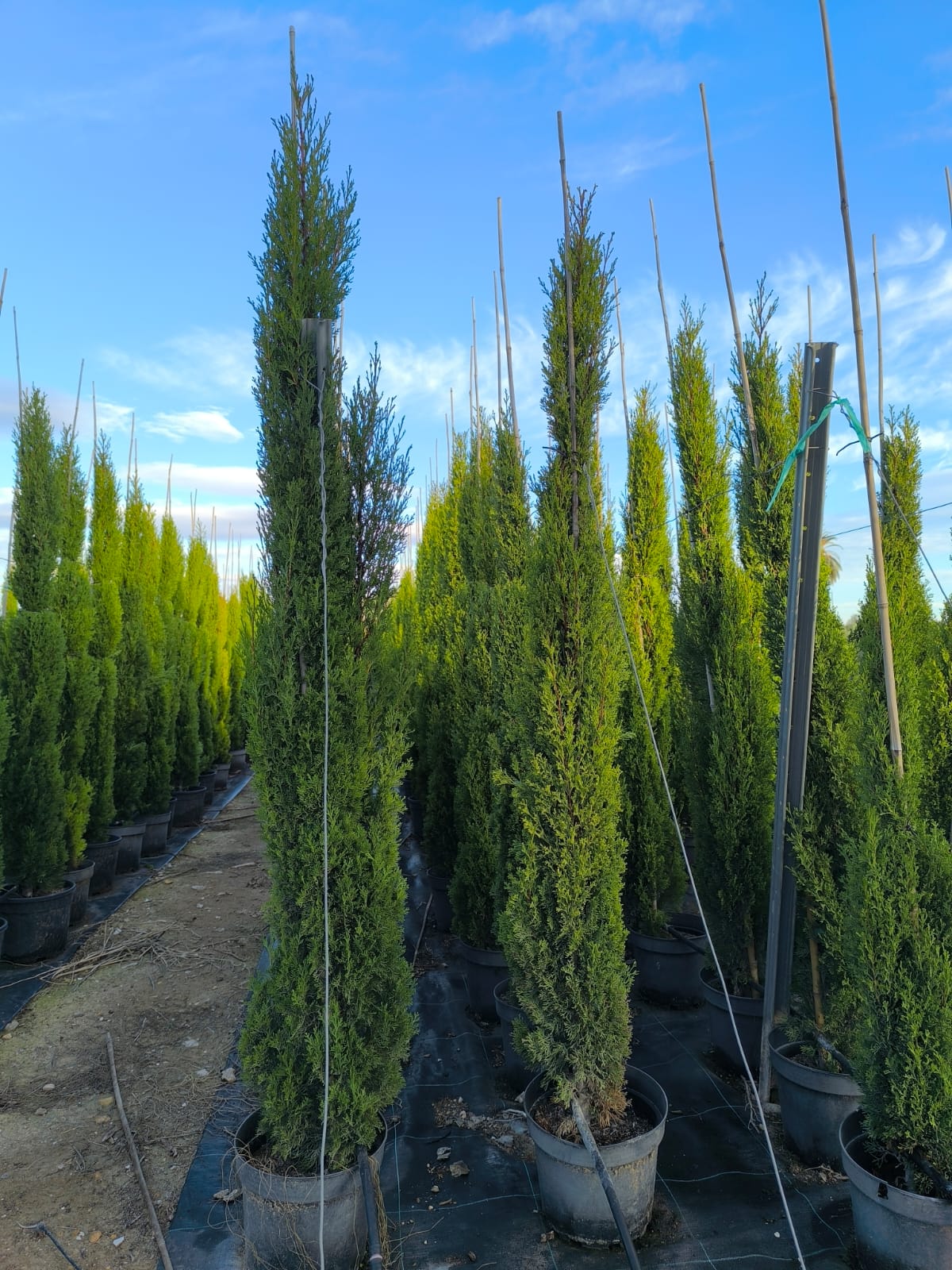 Sunny Tree - Totem Cypres Italien 150-160 CM Cupressus Sempervirens - Résistant au gel jusqu'à -18 - Conifère à feuillage persistant - Cyprès - 7