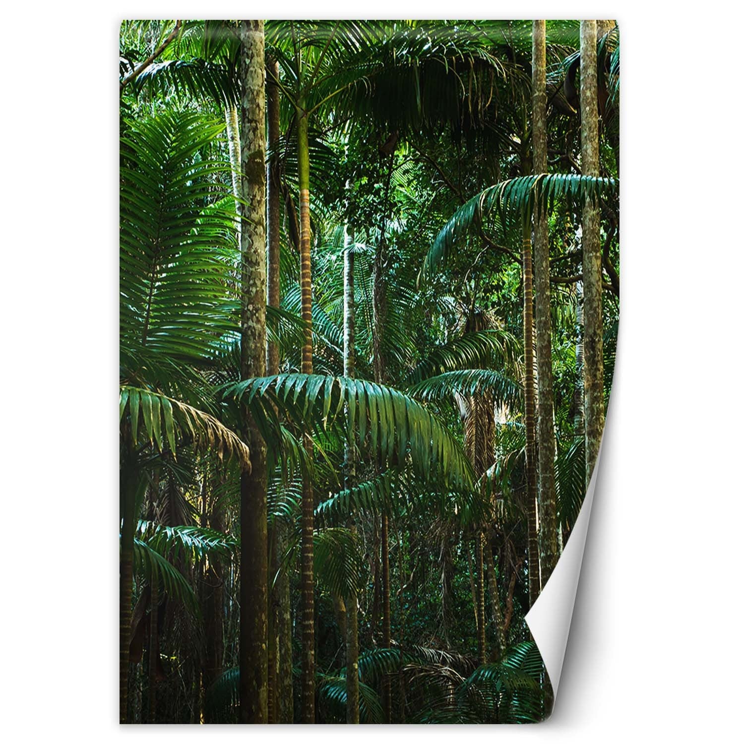Fototapeta, Tropikalny las natura 100x140