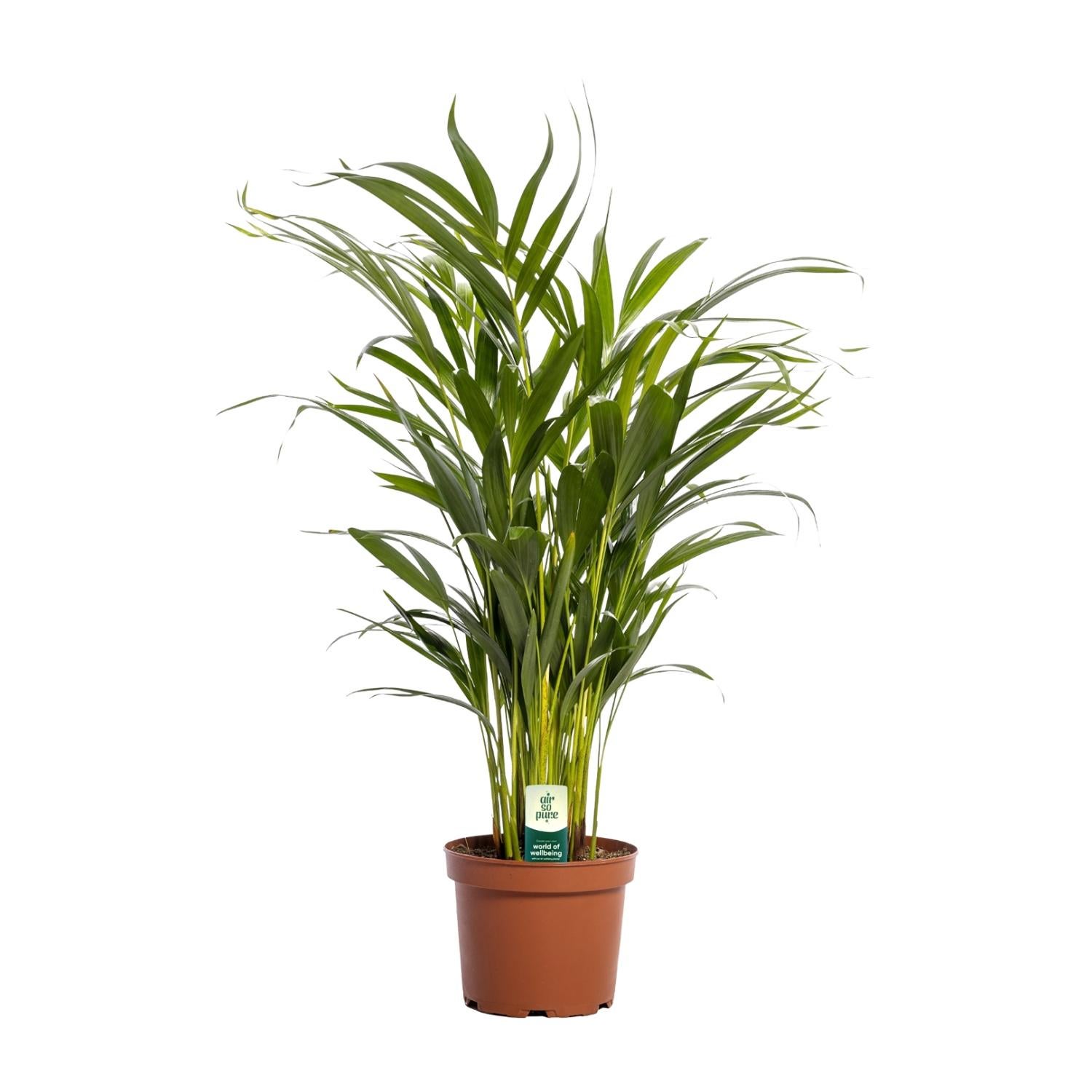 Palma Dypsis Lutescens roślina doniczkowa Ø17cm wysokość 65cm palma Areka ozdobna roślina do domu biura
