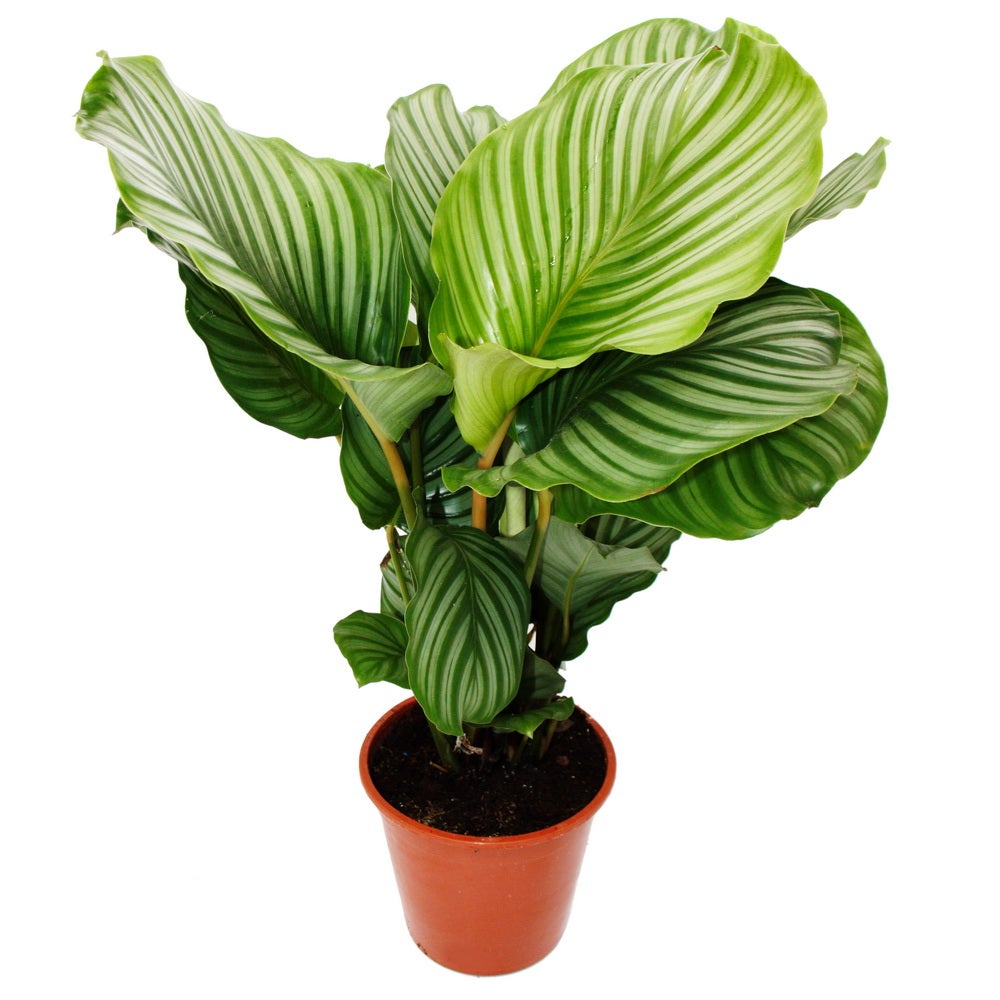 XXL rastlina v tieni so vzh?adom zebry - Calathea orbifolia - 19cm kvetiná? - výška cca 70-80cm - 2