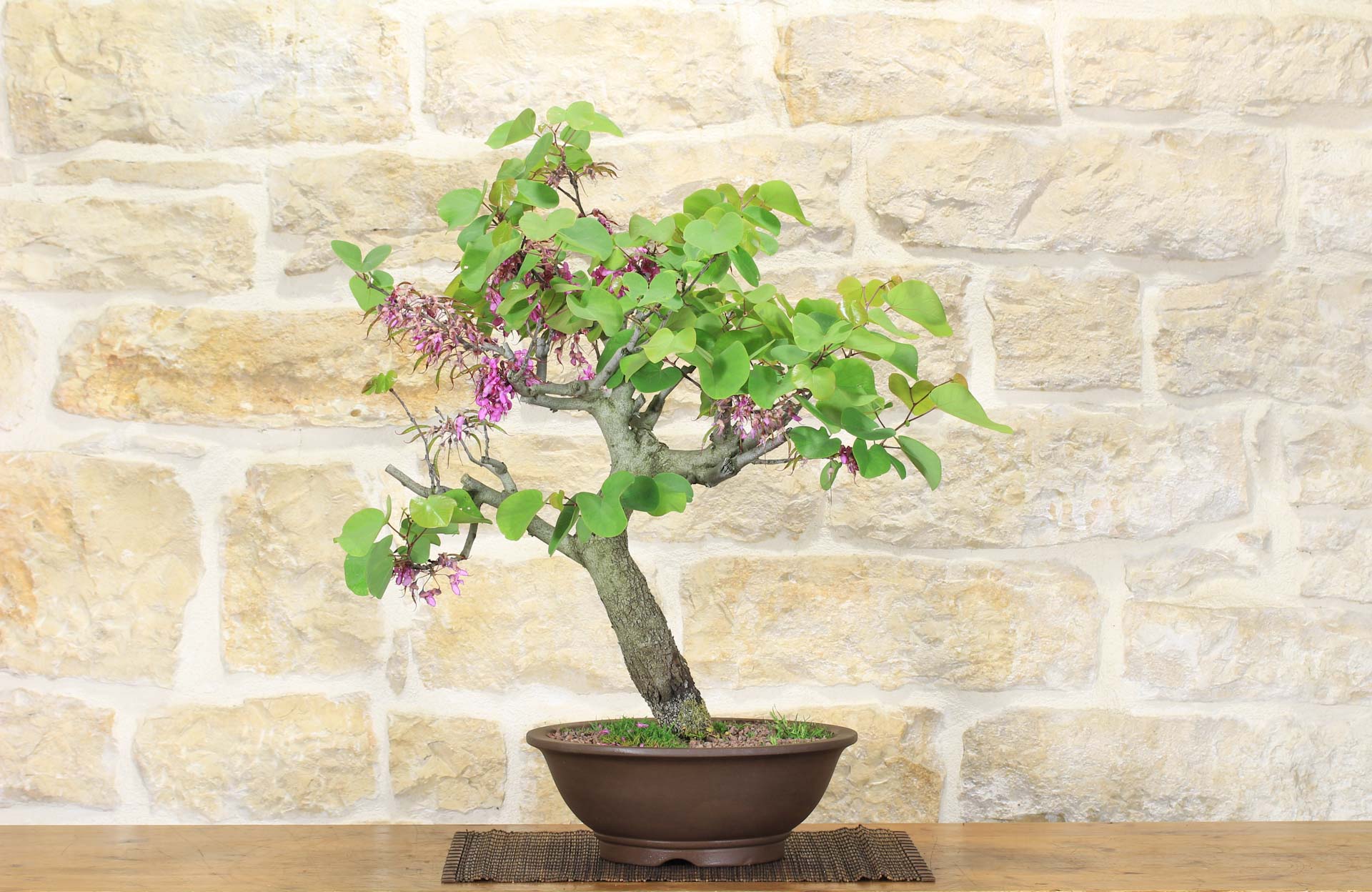 Bonsai di Cercis - Albero di Giuda (68) | Leroy Merlin