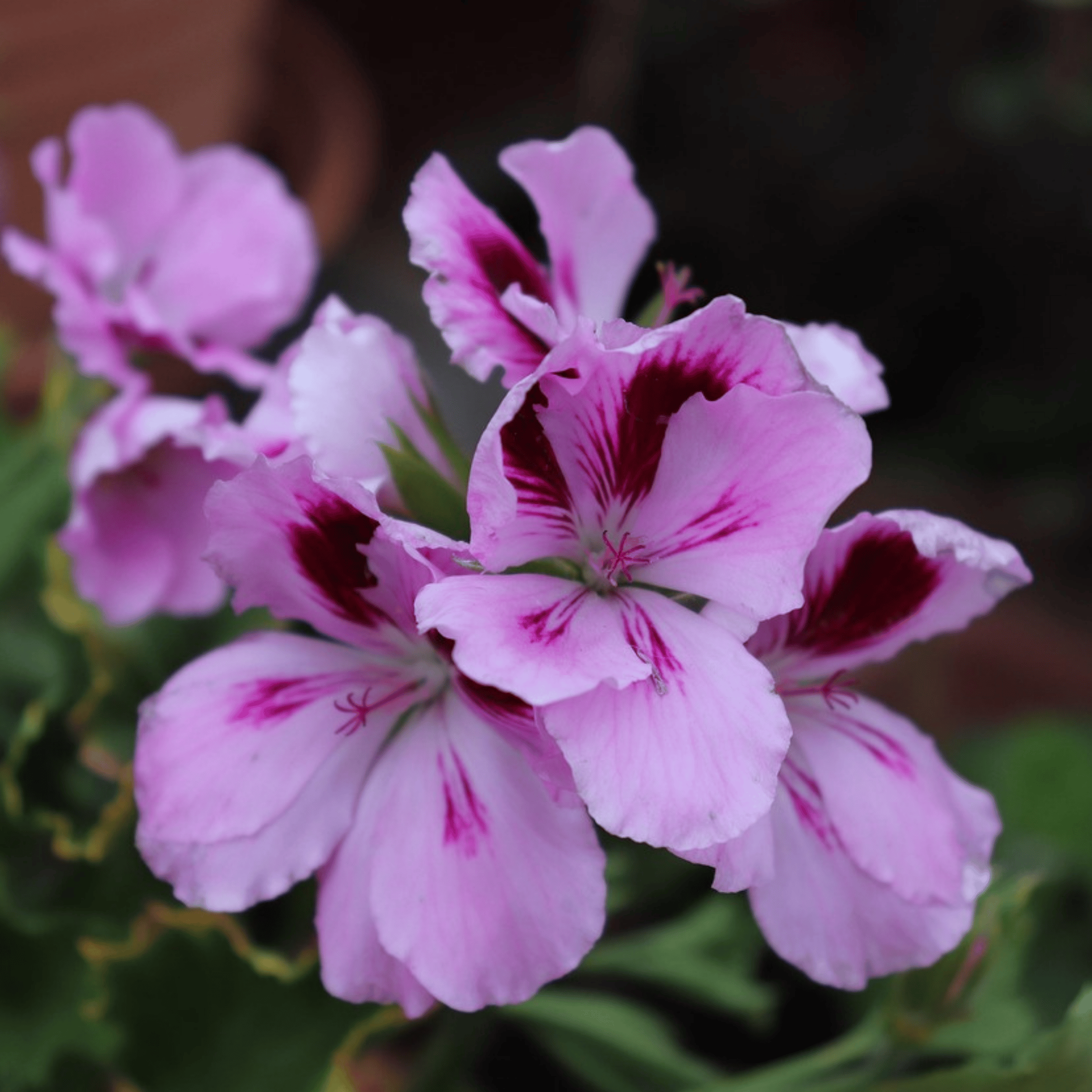 Anti-Moustiques - Set de 6 - Pelargonium - Hauteur 15-25cm - ⌀10,5cm - 4