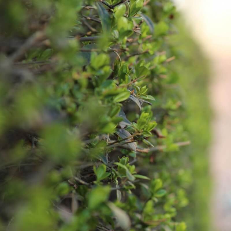 Troène commun (Ligustrum vulgare) - Godet - Taille 13/25cm - Pépinières Naudet - 5
