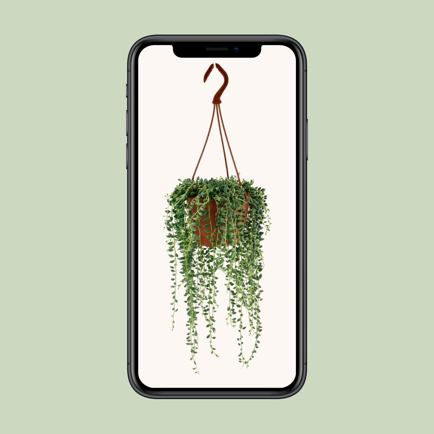Pianta succulenta Senecio Herreianus vaso Ø12cm altezza 20cm – Pianta pendente decorativa da interno facile da curare - 4