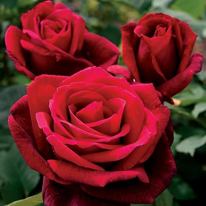 200 graines de rosiers grimpants, graines de fleurs, graines de fleurs de roses, floraison toute l'année, pour la décoration de jardin de balcon - 2