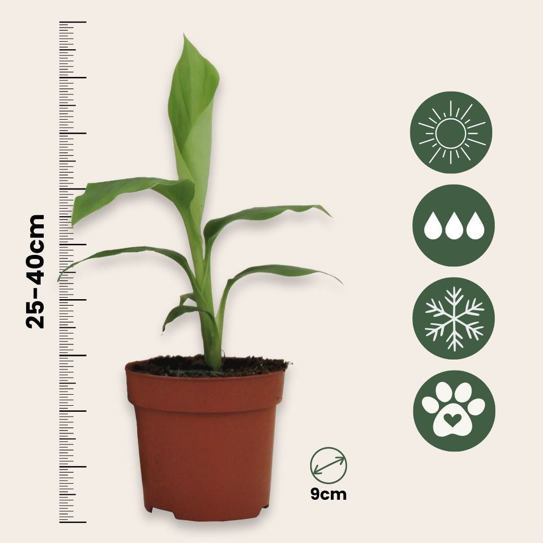 Banano giapponese - 2 Pezzi - Musa basjoo - Altezza 25-40cm - ⌀9cm - 2