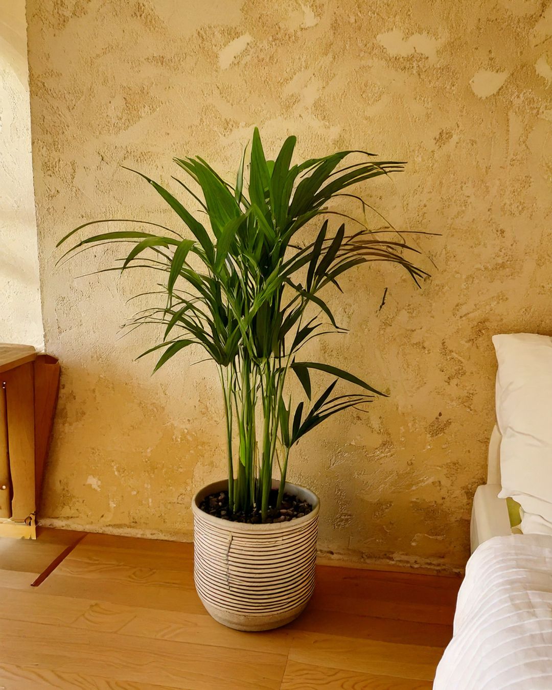 Palma Areca | Natural de Interior y Exterior | Pur Plant - 2
