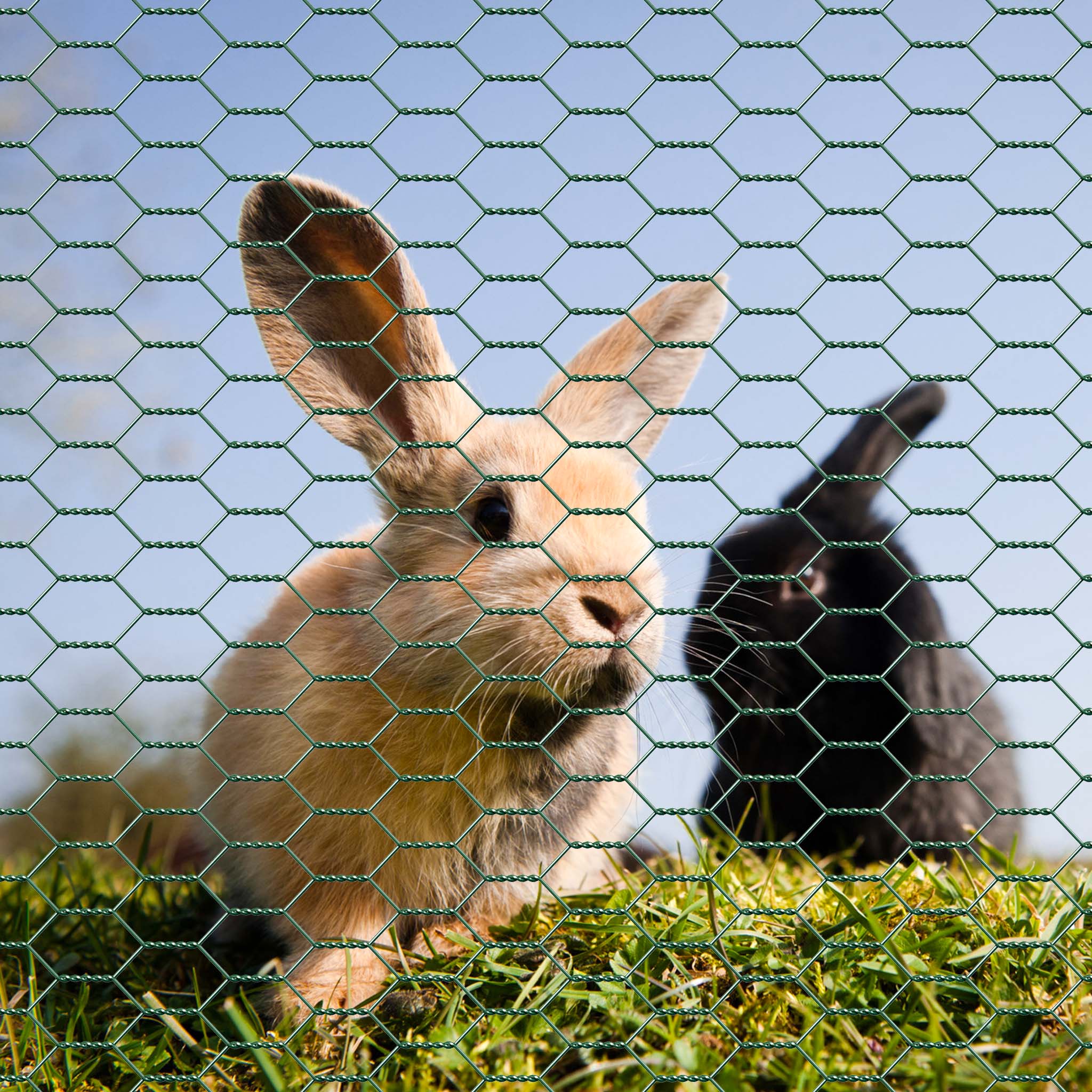 Rete Metallica Plastificato| 1X5 M| Composizione 80% Acciaio Zincato/20 - Foto 11