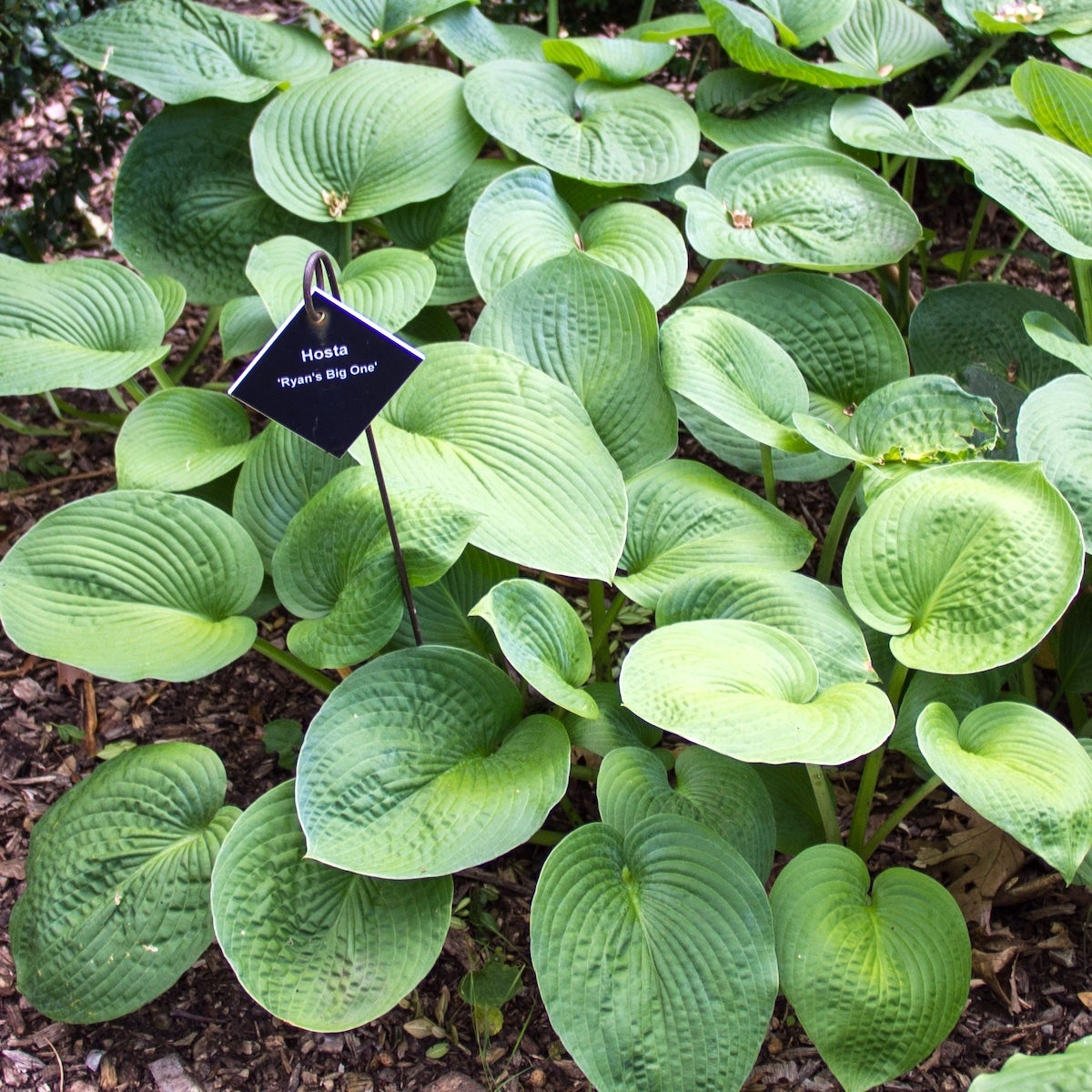 6 x Hosta - Hosta hybrida 'Ryan's Big One' - godet 9x9 cm | Leroy Merlin