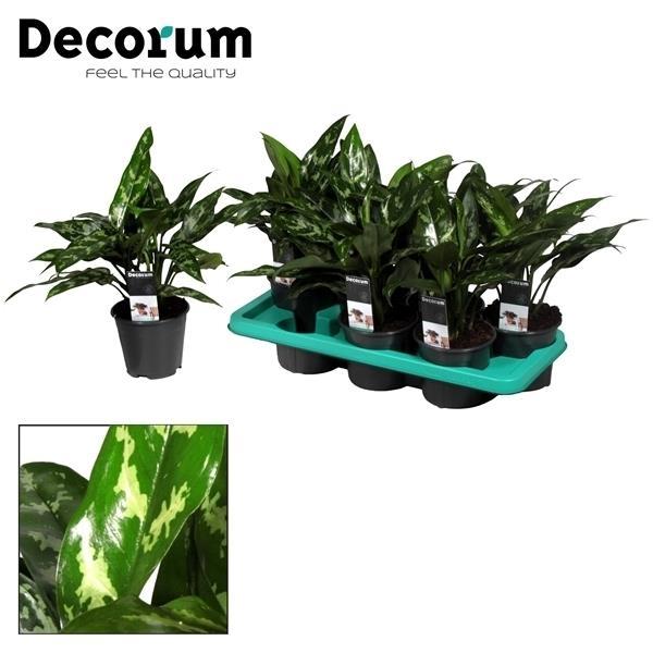 Aglaonema Maria - Dekoracyjna roślina doniczkowa do wnętrz, łatwa w pielęgnacji - Doniczka Ø14cm - Wysokość 40cm