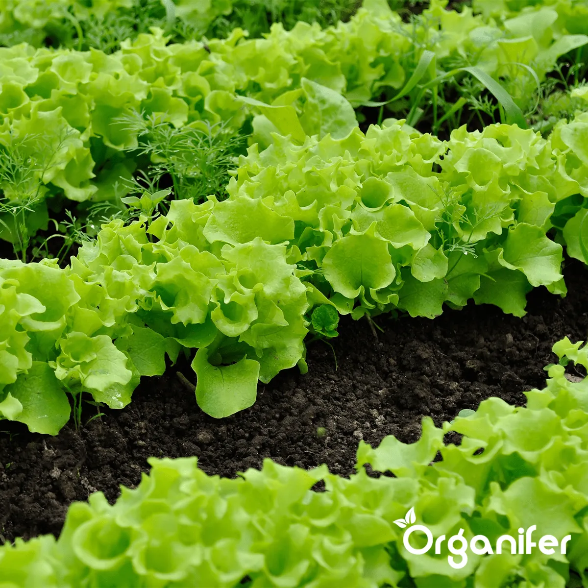 Amendement Du Sol - Mélange Activateur - 50 Litres Pour 50 M2 - Organifer - 7