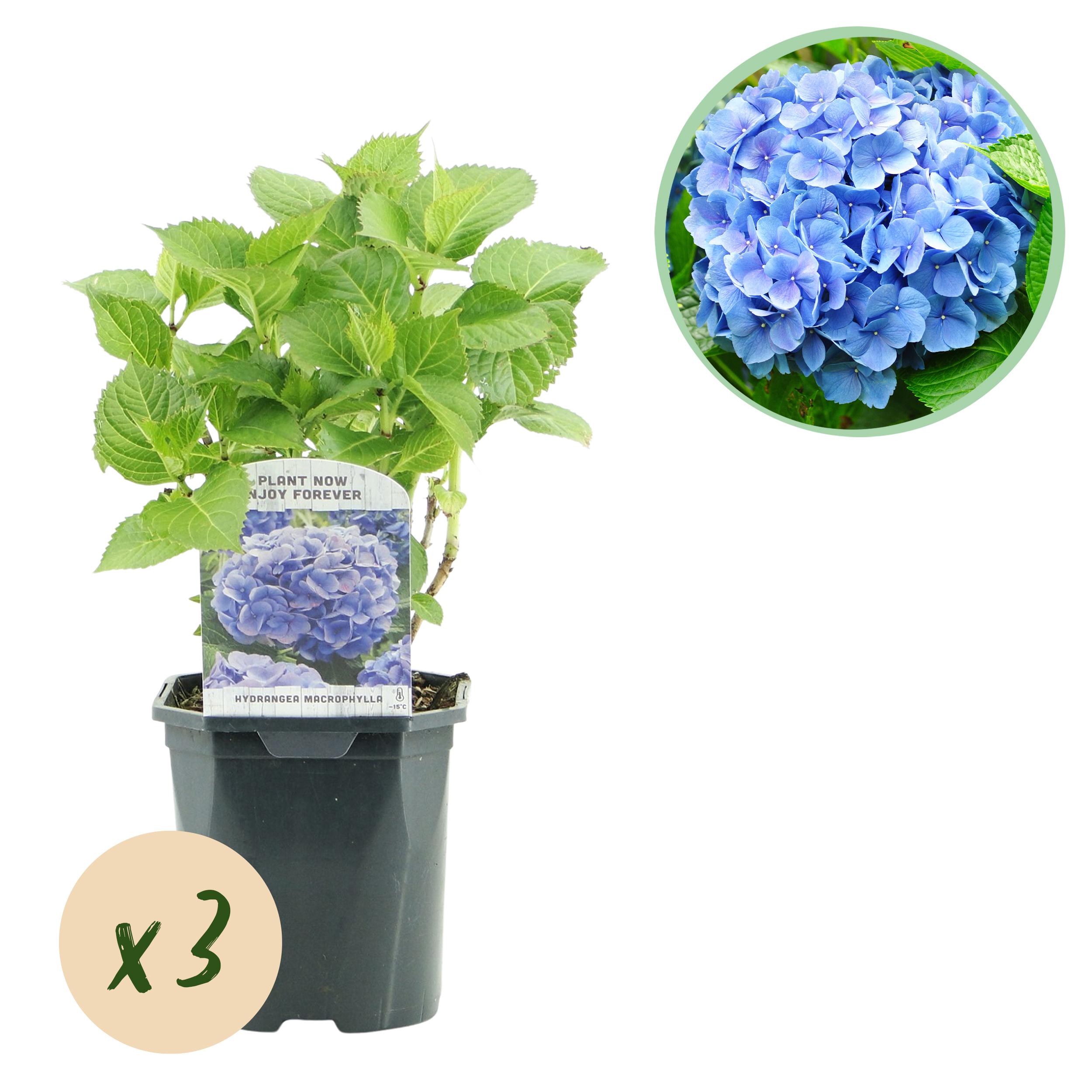 Green boutiQ – Hortensja Annabelle – Hydrangea arborescens – Kwiaty białe – 3 rośliny – Liściasta – Duże kwiaty – Doniczka 17 cm W50 cm
