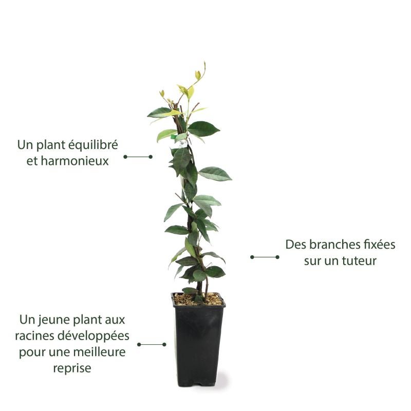 Jasmin étoilé (Trachelospermum jasminoides) - Conteneur 1,5L - Pépinières Naudet - 3