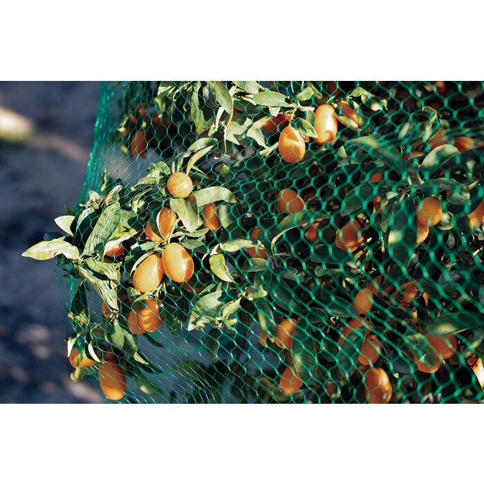 Filet de protection oiseaux Catral - 10 m x 2 m - 4