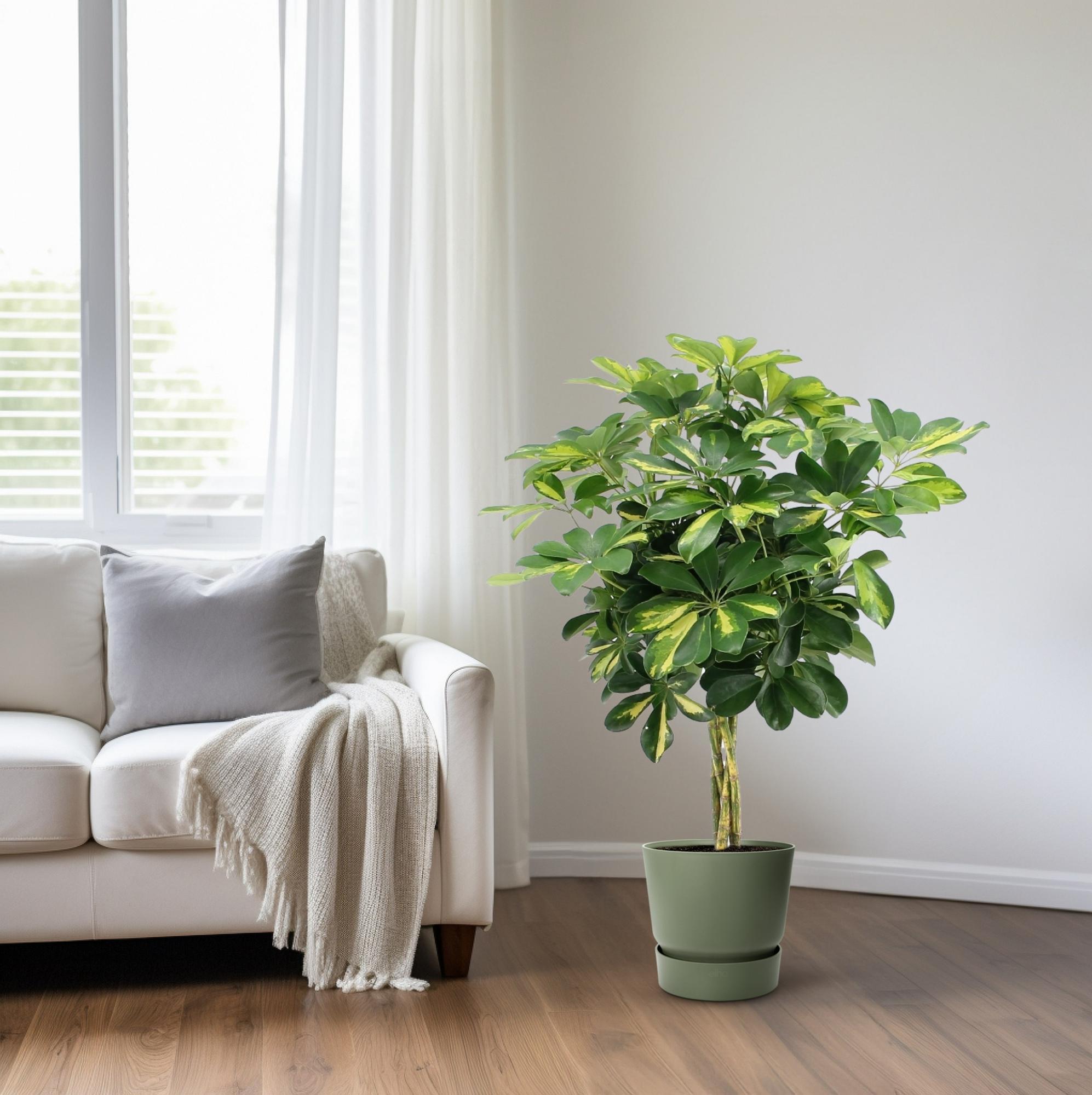 Plante Schefflera Arboricola Gold Capella - Diamètre 19cm, Hauteur 75cm– MOSELOTA Green - 5
