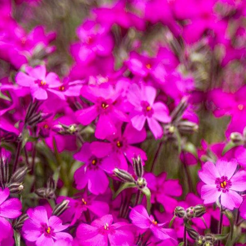 Graines de Phlox mousse (Phlox subulata) – 1000 graines, Plante vivace rustique pour jardin et balcon - 7