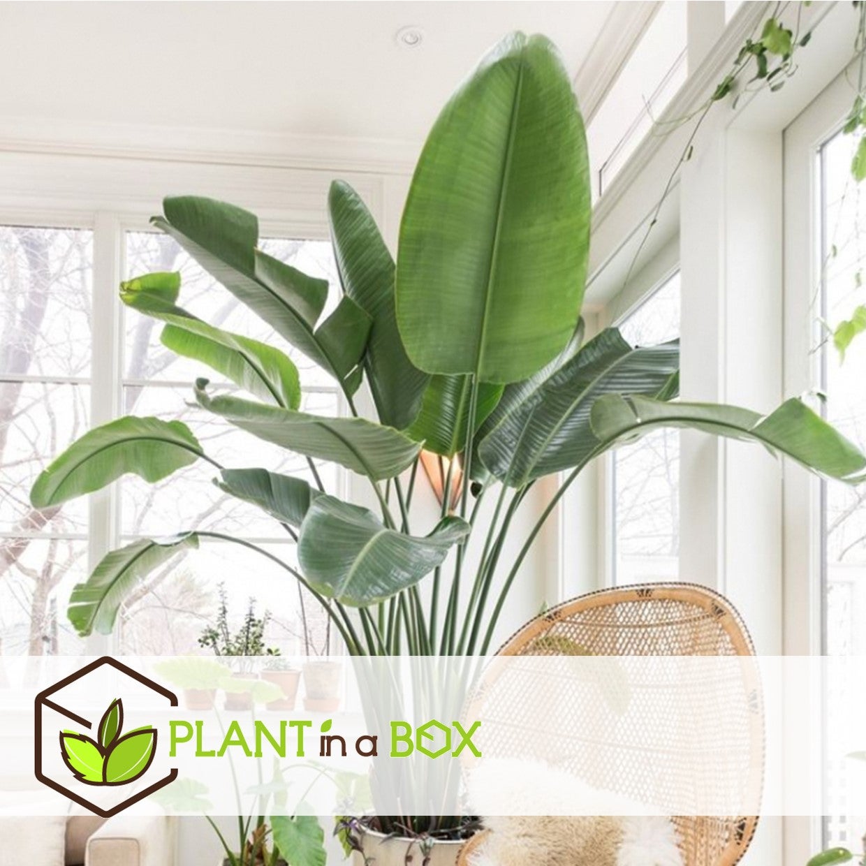 Oiseau de paradis - Strelitzia nicolai - Hauteur 55-70cm - ⌀17cm - 5