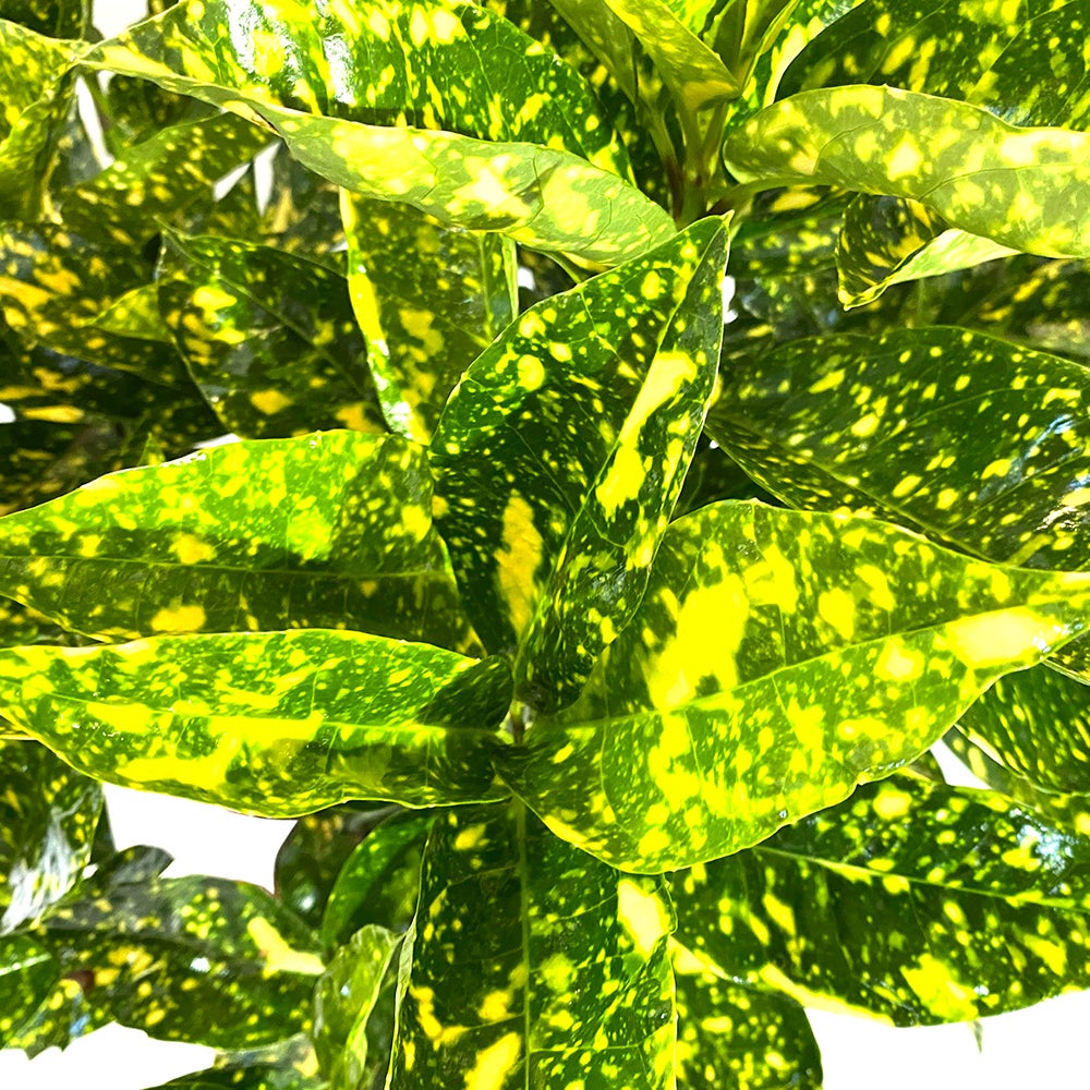 KENTIS - Aucuba Japonica Crotonifolia - Plante d'Extérieur En Verre Résistant - H 60-80 cm Pot Ø 24 cm - 2