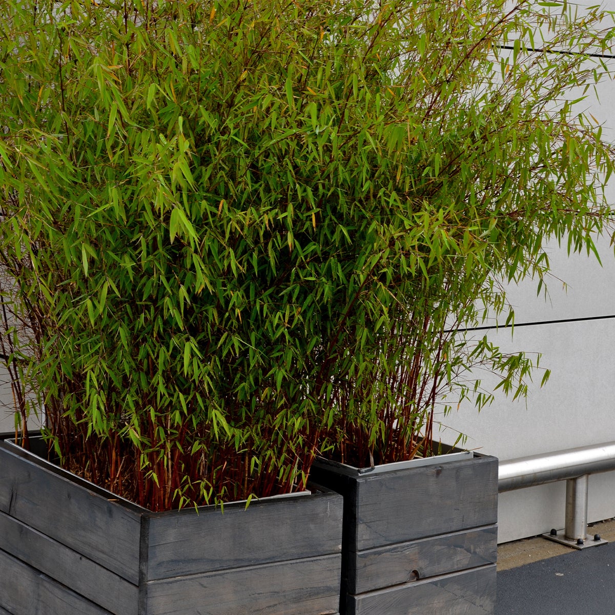 Lot de 3 - Fargesia rufa - Bambou non traçant - Persistant - 20-30 cm de haut - Pot 10 cm - 4