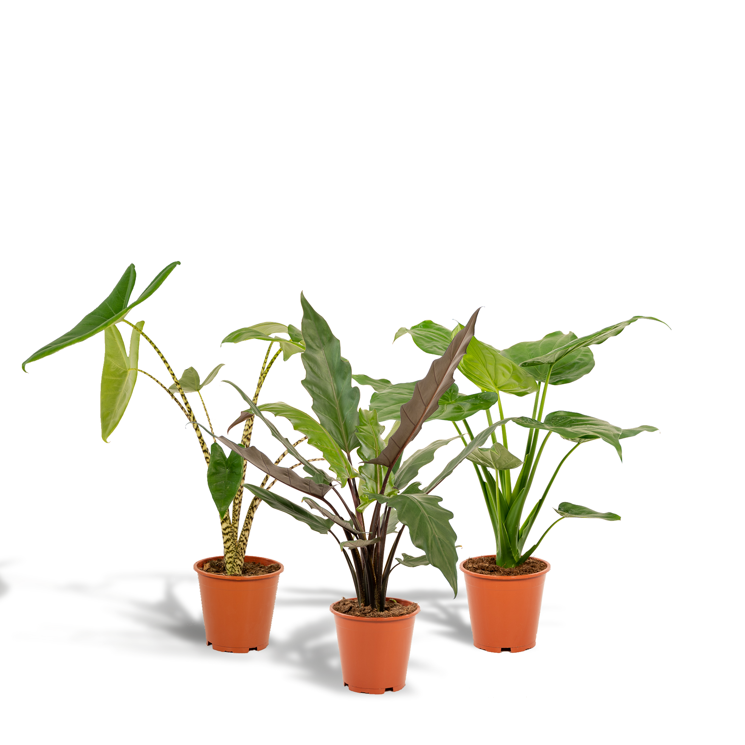 Zestaw 3 alokazji doniczkowych – Zebrina, Cucullata i Lauterbachiana – Ø19cm H60-75cm