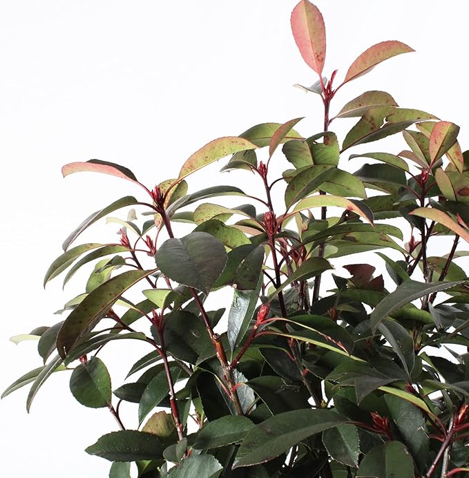 KENTIS - Photinia × Fraseri Red Robin ad Alberello - Pianta Sempreverde per Giardino, H 125-150 cm, Vaso Ø 30 cm, Mezzo Fusto. - 2