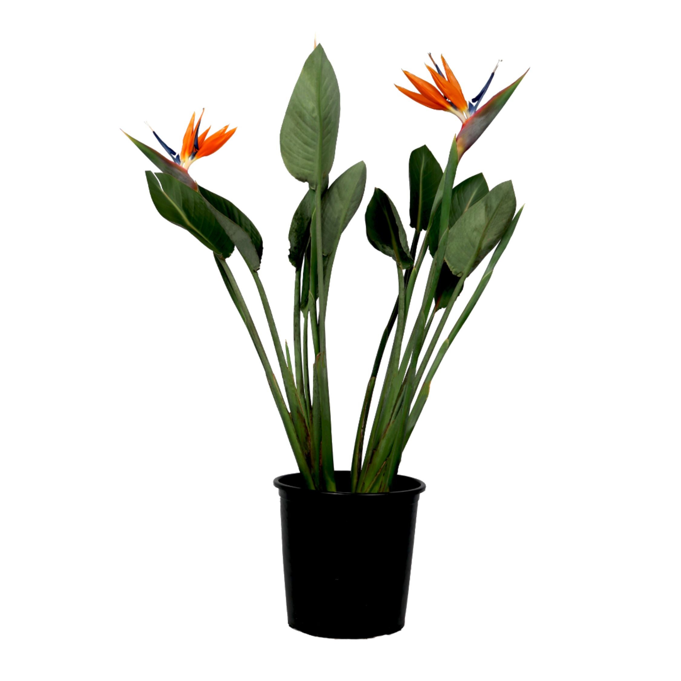 zimmerpflanze palme areca Areca Zimmerpflanze - Goldfruchtpalme Ø:21 H:120 cm