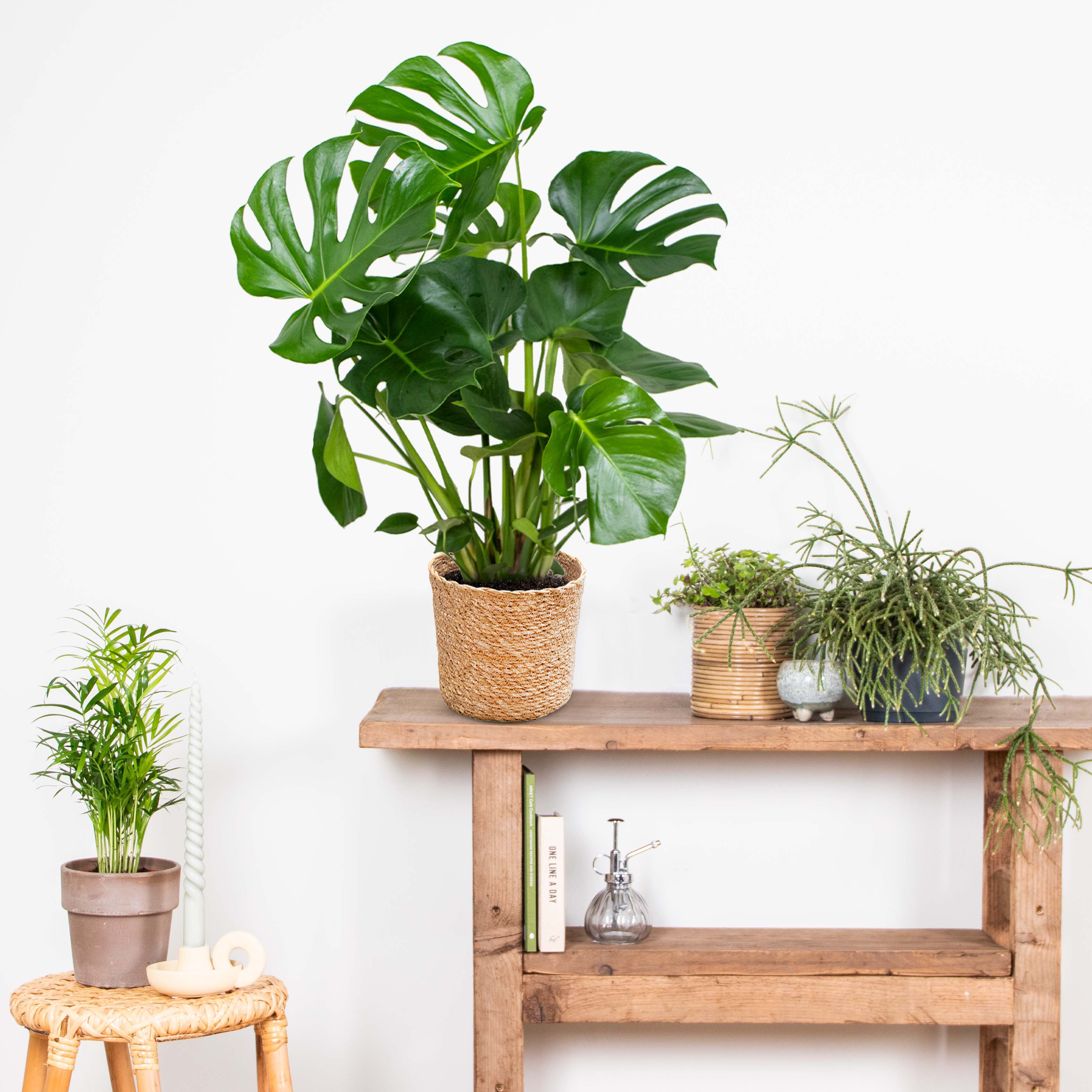 Monstera Deliciosa - Monstera - Plante d’intérieur - Dépolluante - Facile à entretenir - H. 70-80 cm - 4