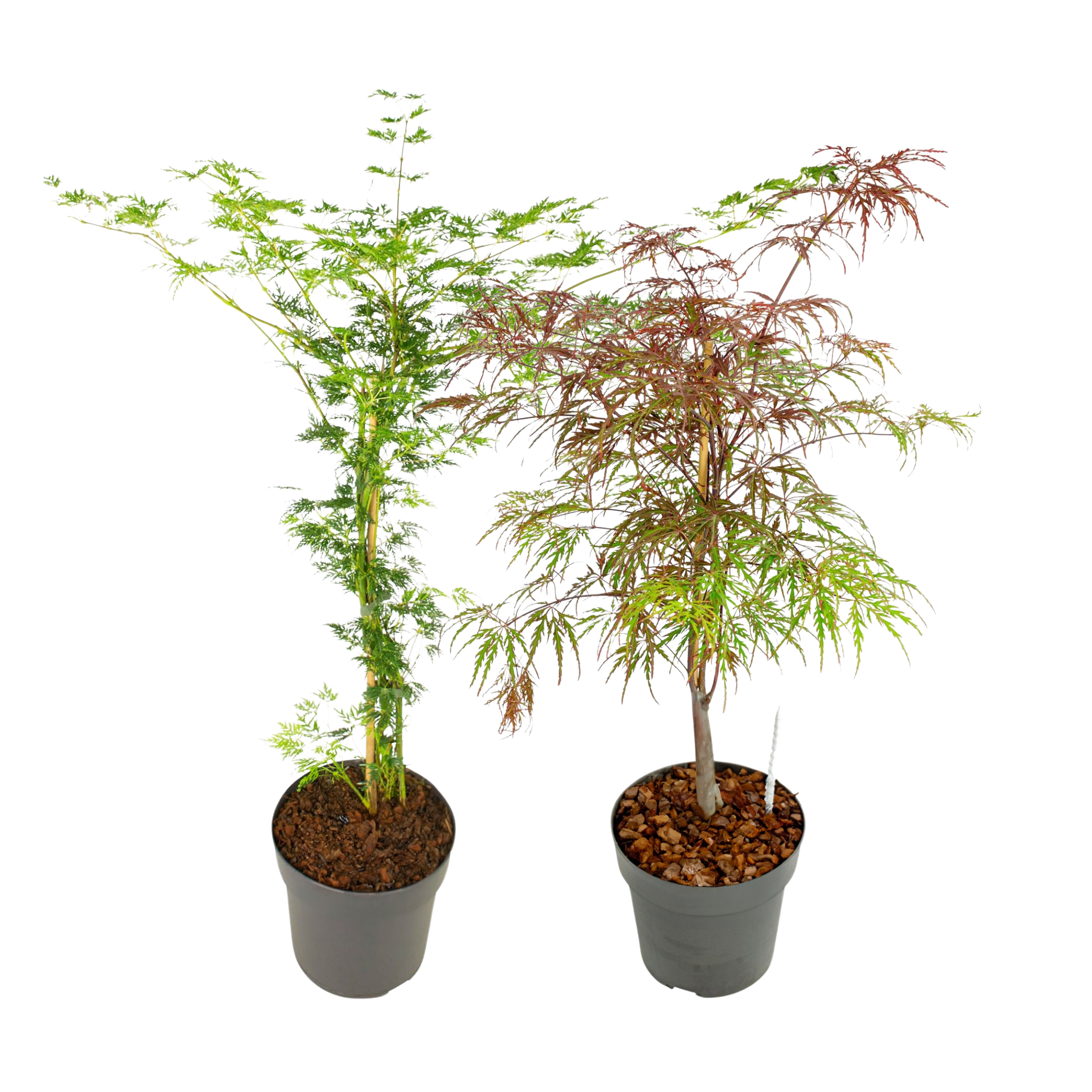 Érable Du Japon Acer Palmatum 'Emerald Lace' - Arbuste Rustique 60-70 Cm Pot 19 Cm