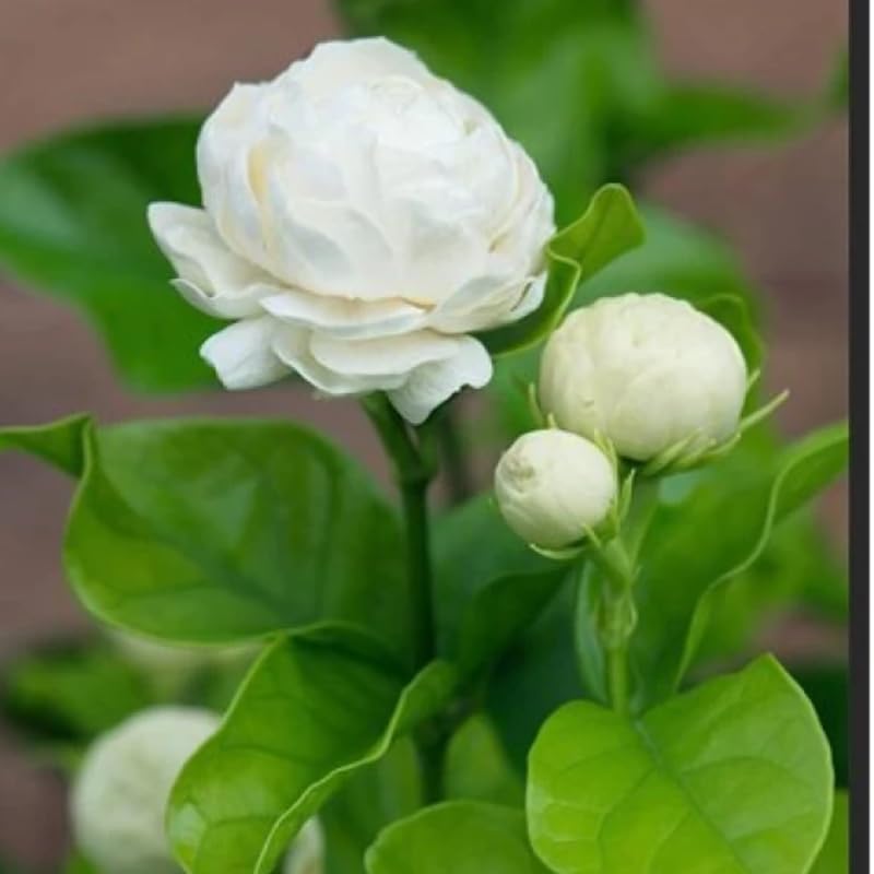 200 graines de jasmin à fleurs doubles, une variété de jasmin de Sabah, idéale pour les jardins et les balcons. - 7