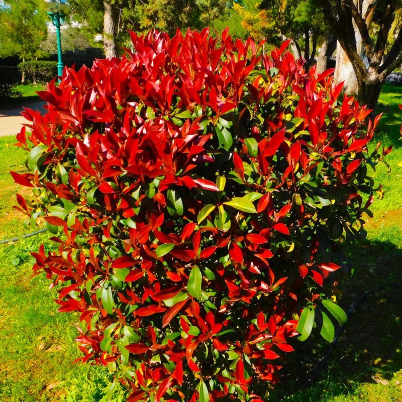Photinia de fraser 'Robusta Compacta' (Photinia x fraseri 'Robusta ...