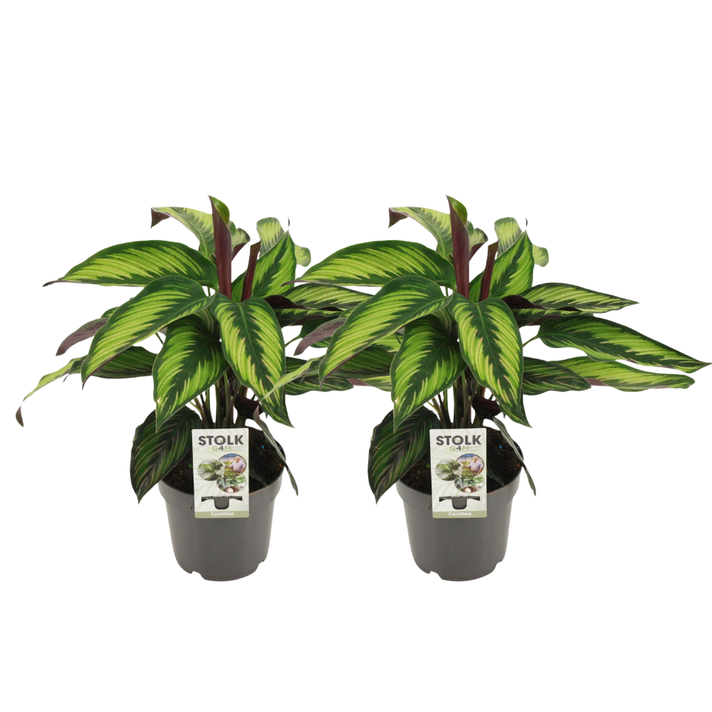 Calathea Majestica Princeps Ø14cm - Zestaw 2 Roślin Doniczkowych Ozdobnych o Tropikalnym Liściu