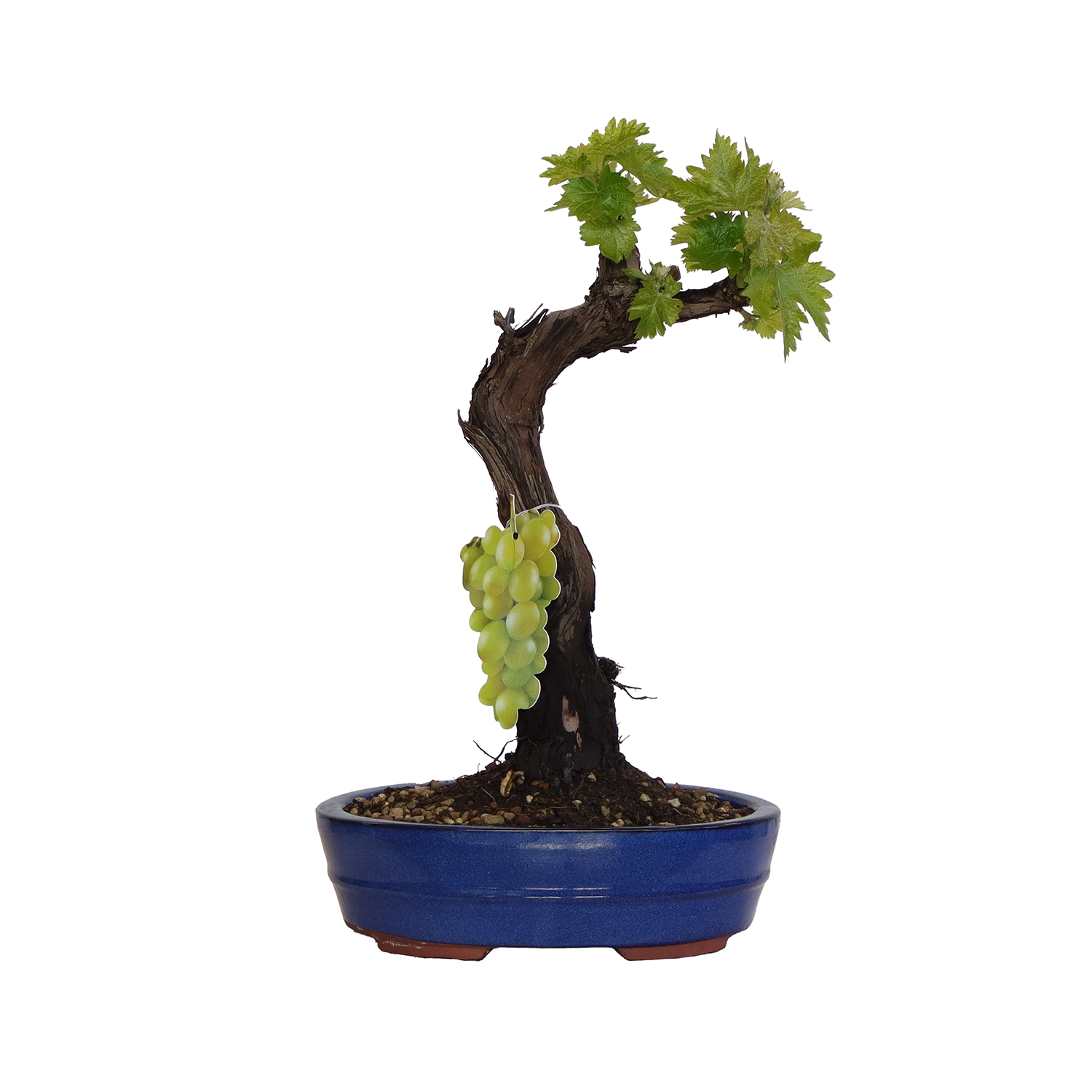 KENTIS - Bonsi de Vid - Vitis Vinifera - Plantas Naturales de Exterior  Ornamentales - Jardn Balcn Terraza - H 40/50 cm Maceta 26 cm | Leroy  Merlin