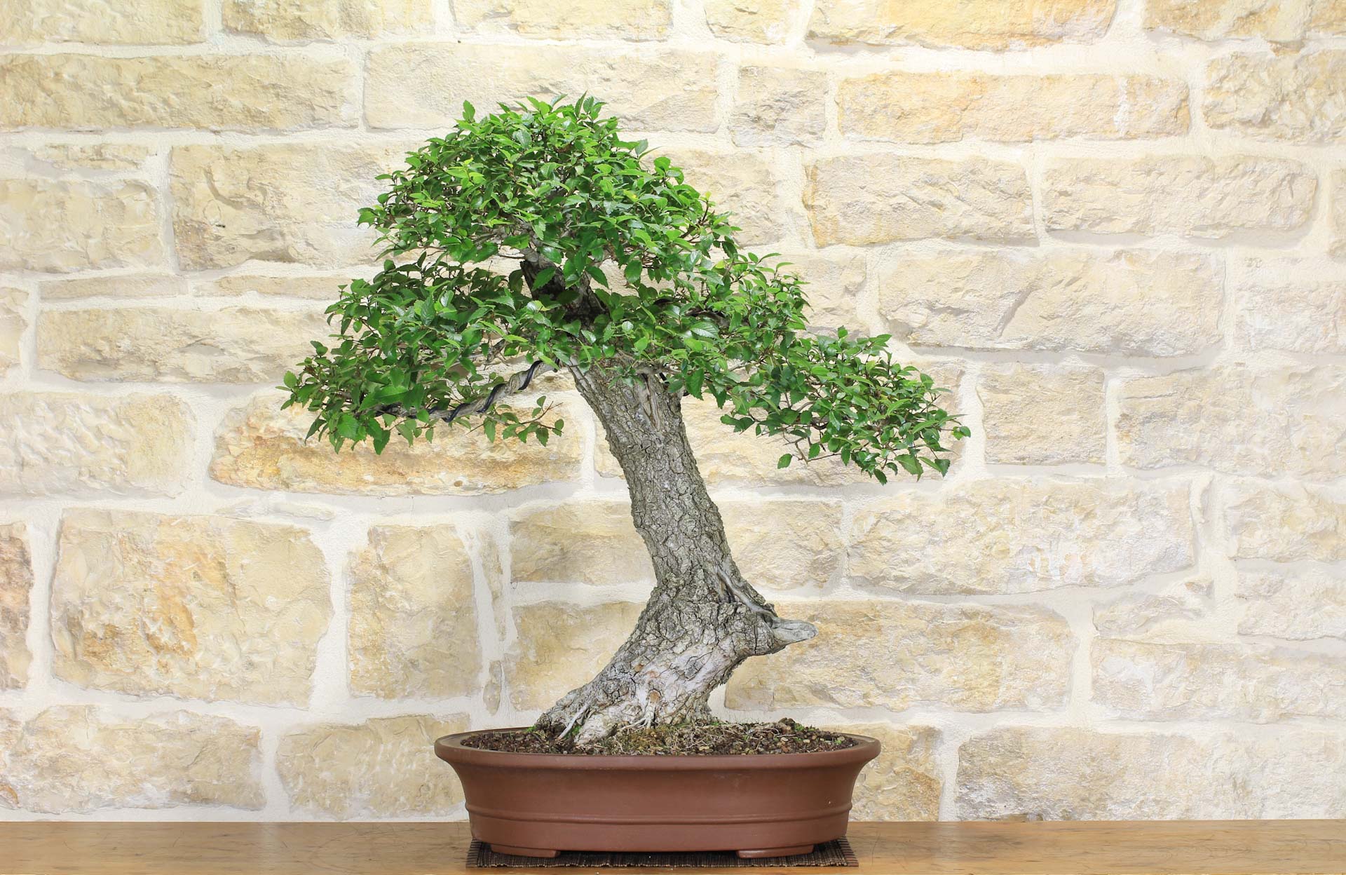 wisteria bonsai samen Seedeo® Afrikanischer Blauregen (Bolusanthus speciosus) Bonsai 20 Same main image 0