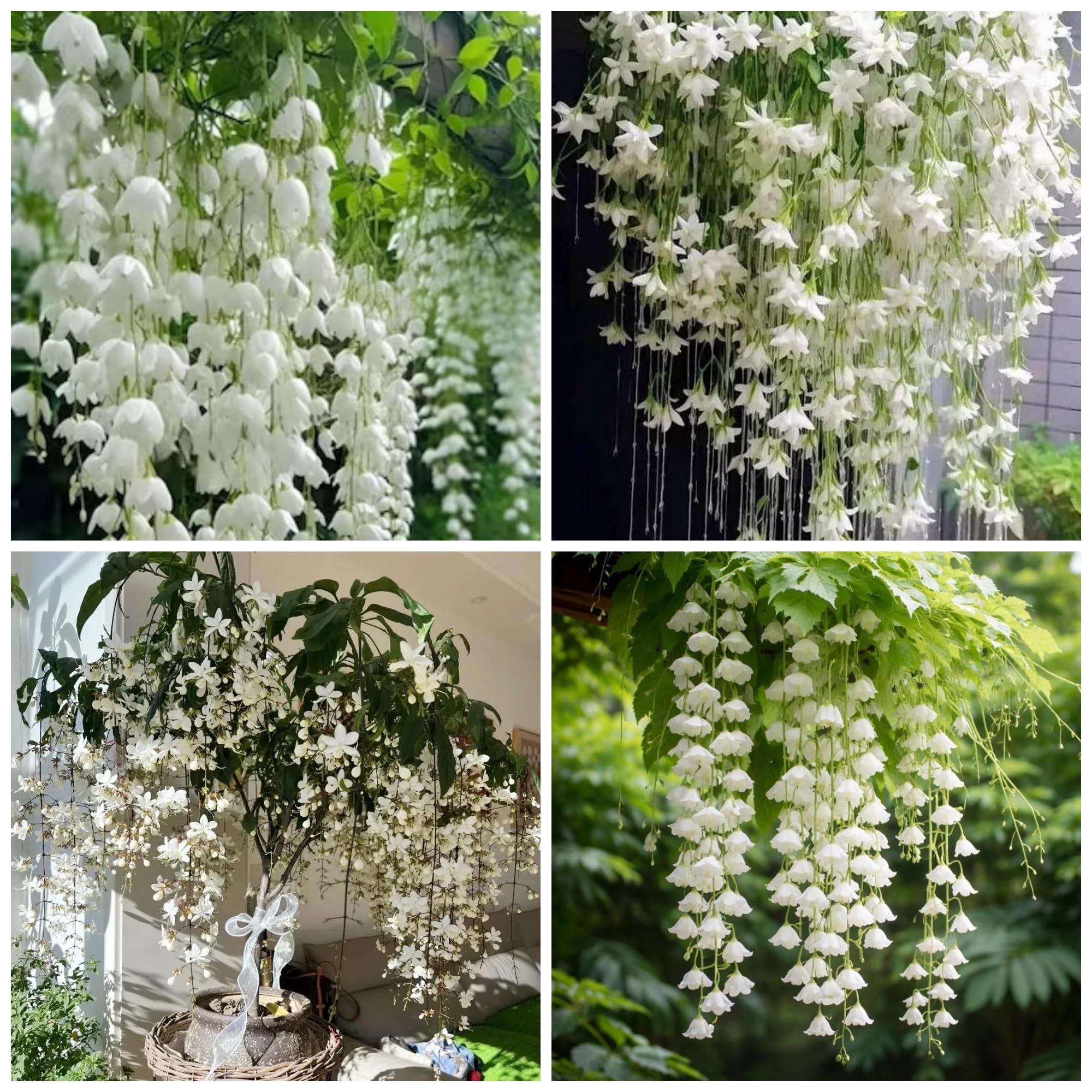 200 graines de jasmin pleureur, graines de fleurs de jasmin, plante grimpante, convient aux jardins familiaux. - 5