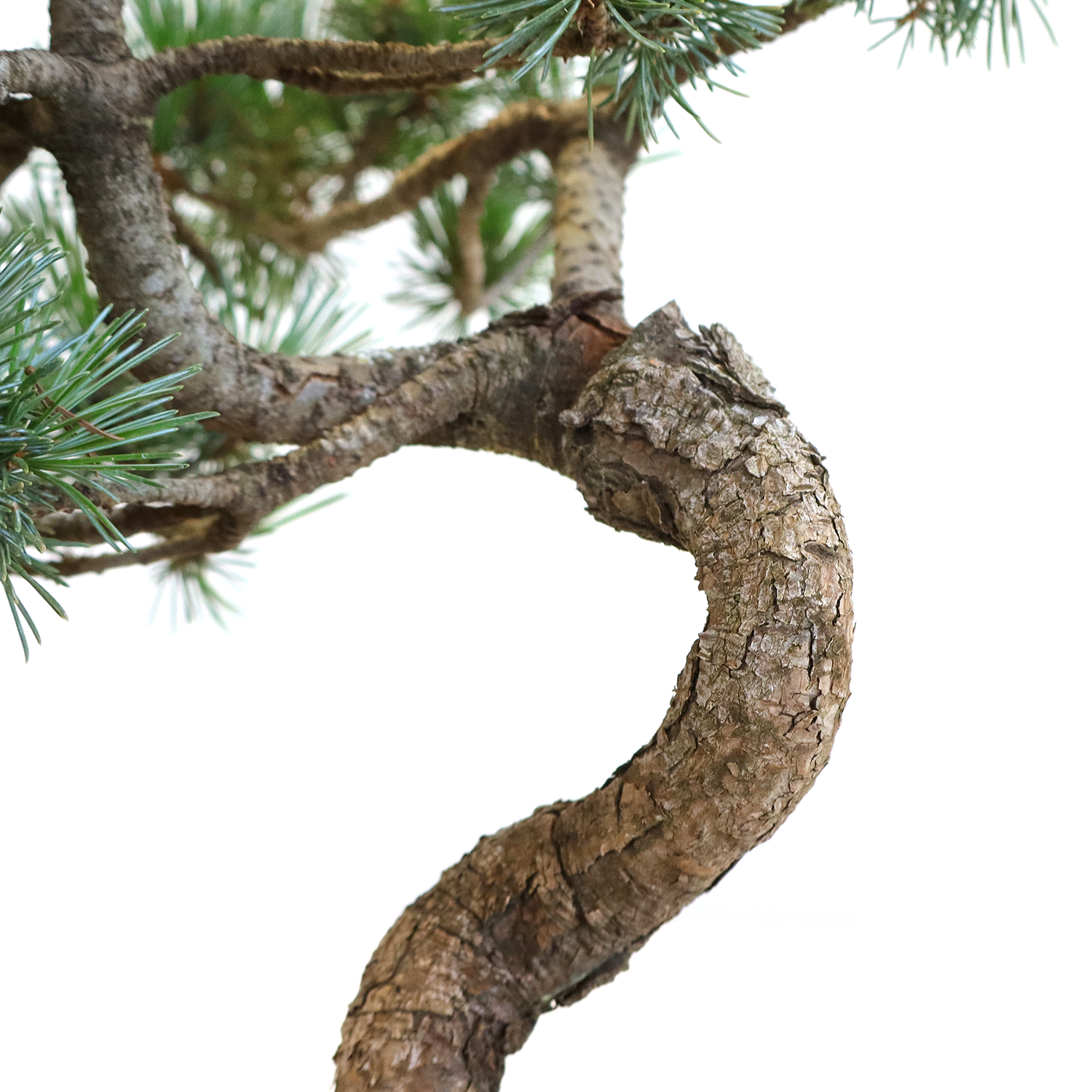 KENTIS - Bonsai Pinus Parviflora Pentaphylla Coltivato in Giappone - Pino Bianco Giapponese - Pianta Vera da Esterno - Vaso in Ceramica 16 cm - 4