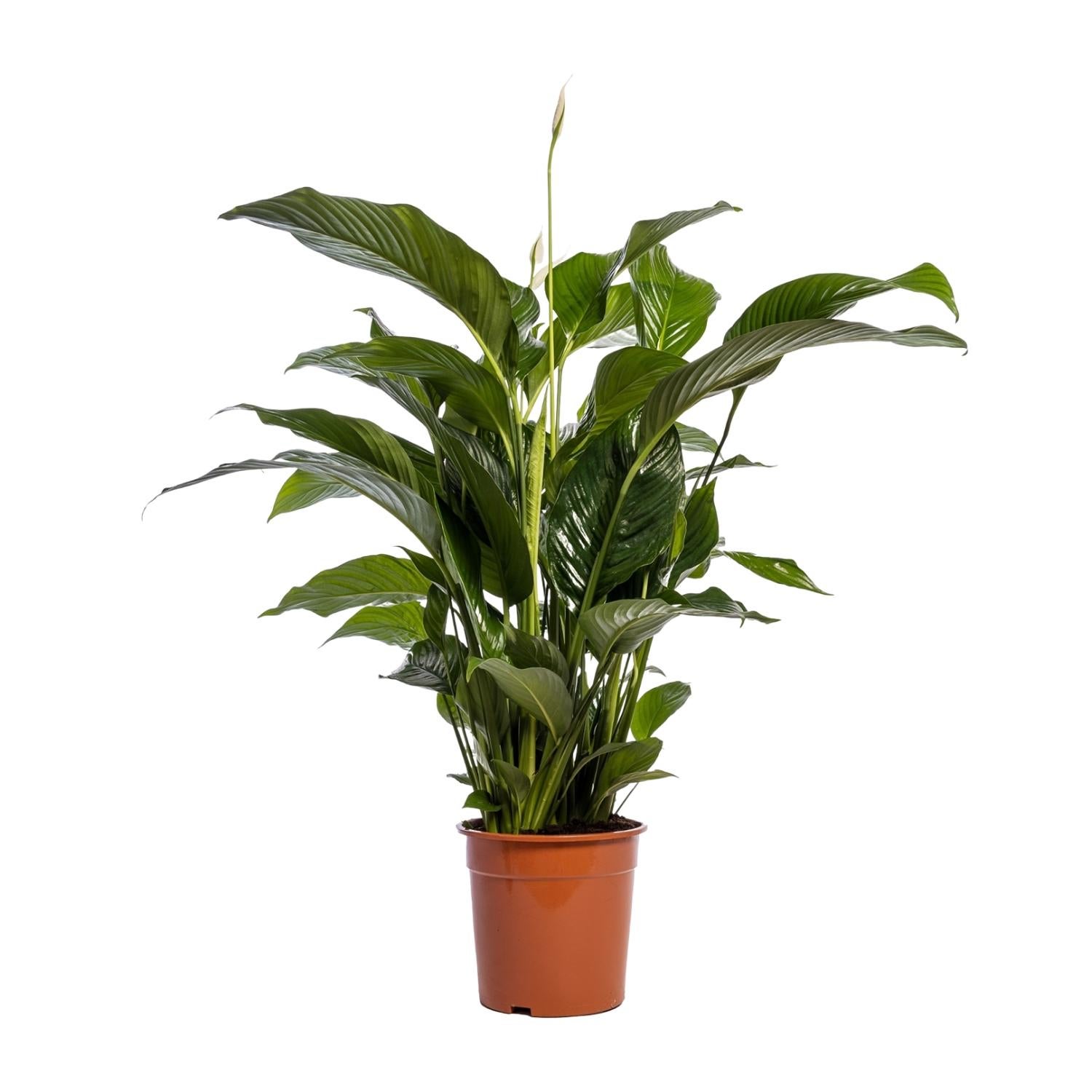 Spathiphyllum Bellini Skrzydłokwiat Ø24cm ↕100cm Roślina Doniczkowa Oczyszczająca Powietrze