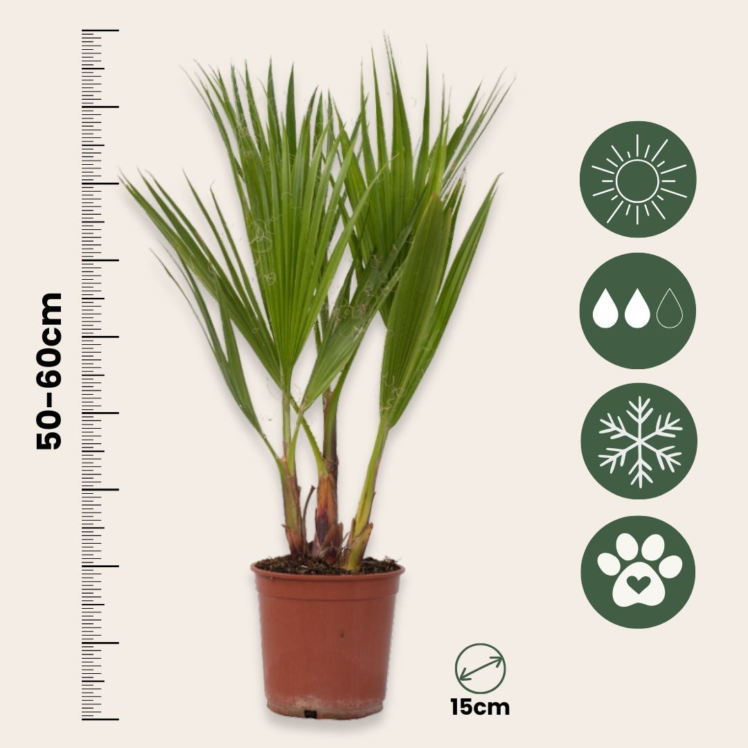 Palma Washingtonia Robusta In Vaso, 140-160 Cm, Multi-Tronco, Pianta Da Interno/Esterno