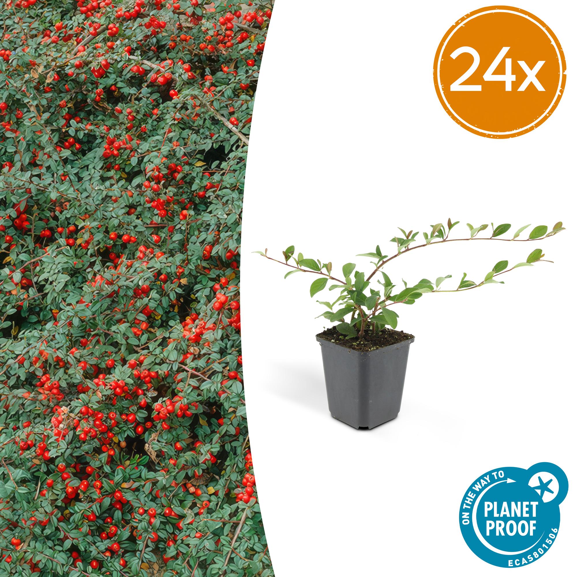 Cotoneaster dam. 'Major' roślina okrywowa Ø9cm H25cm – MOSELOTA Green