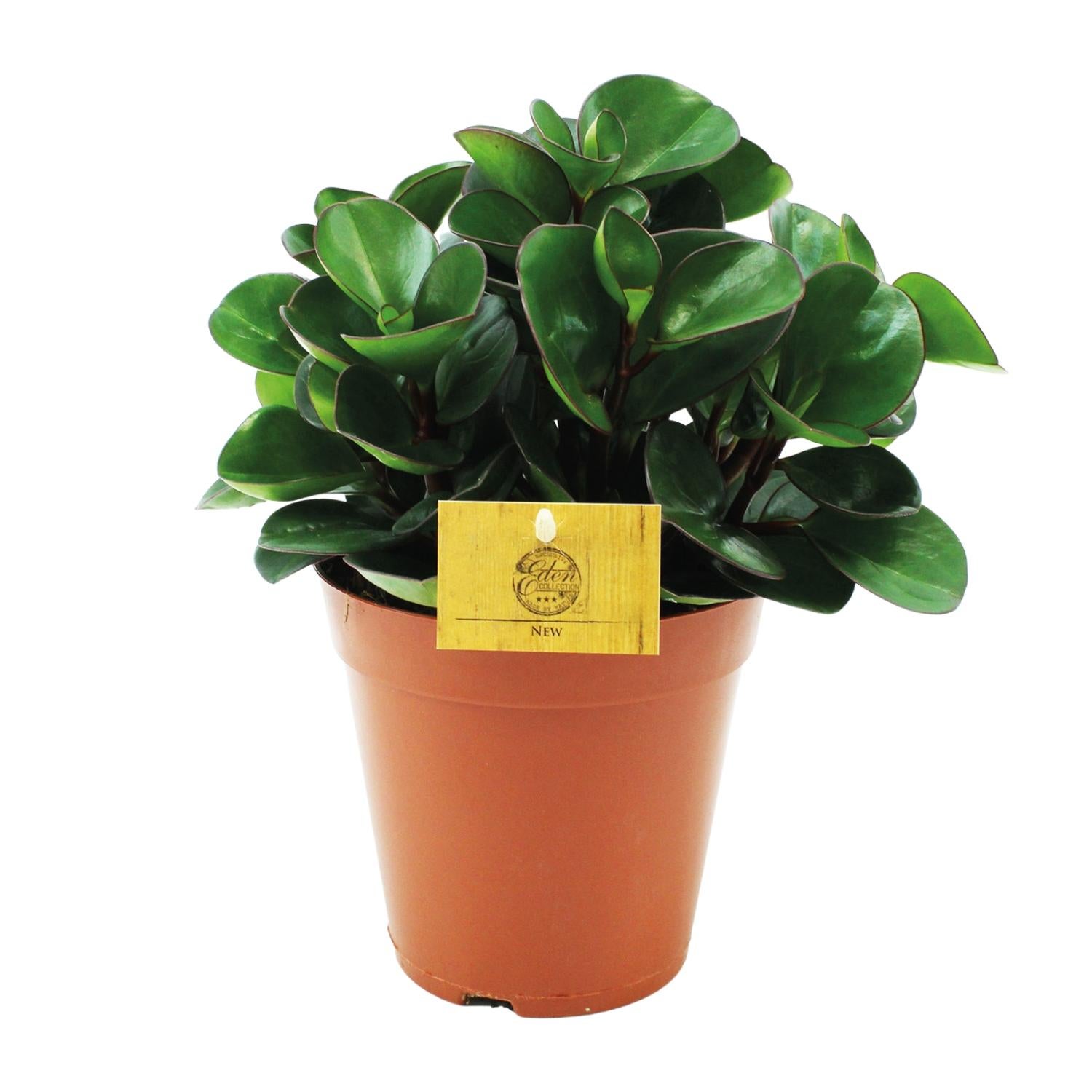 Peperomia Burning Bush - Dekoracyjna roślina doniczkowa - Doniczka Ø15cm - Wysokość 25cm