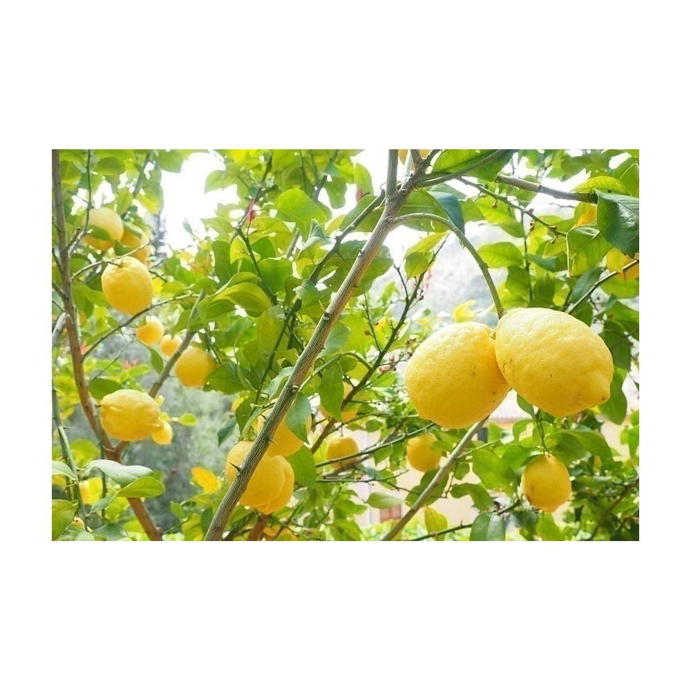 Terreau pour agrumes et plantes méditerranéennes (Lot de 3) Secret Vert - 3