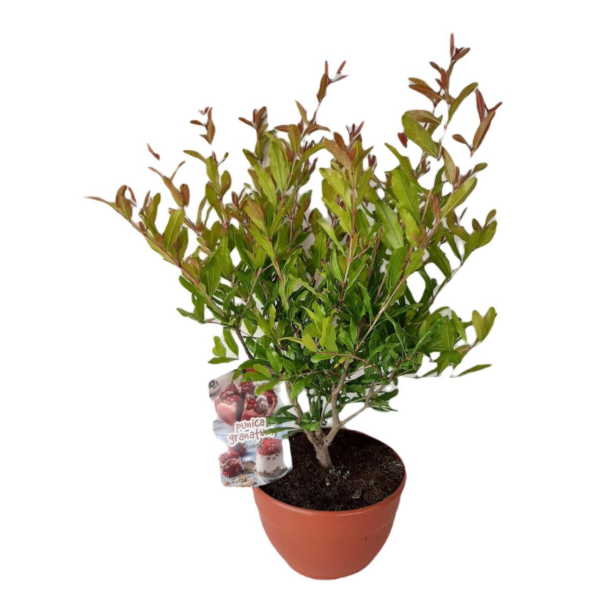 Árboles Frutales Enanos Leroy Merlin () Árboles Frutales Enanos Leroy Merlin