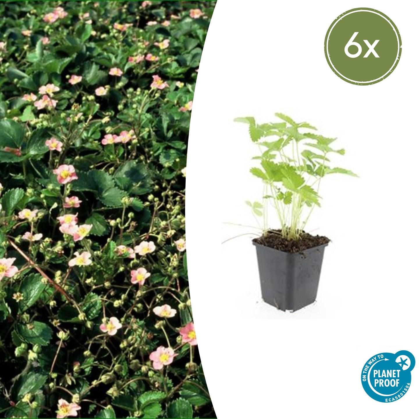 6x Fragaria vesca - Truskawka poziomka 10–25cm w doniczce Ø9cm - Owocowa roślina okrywowa