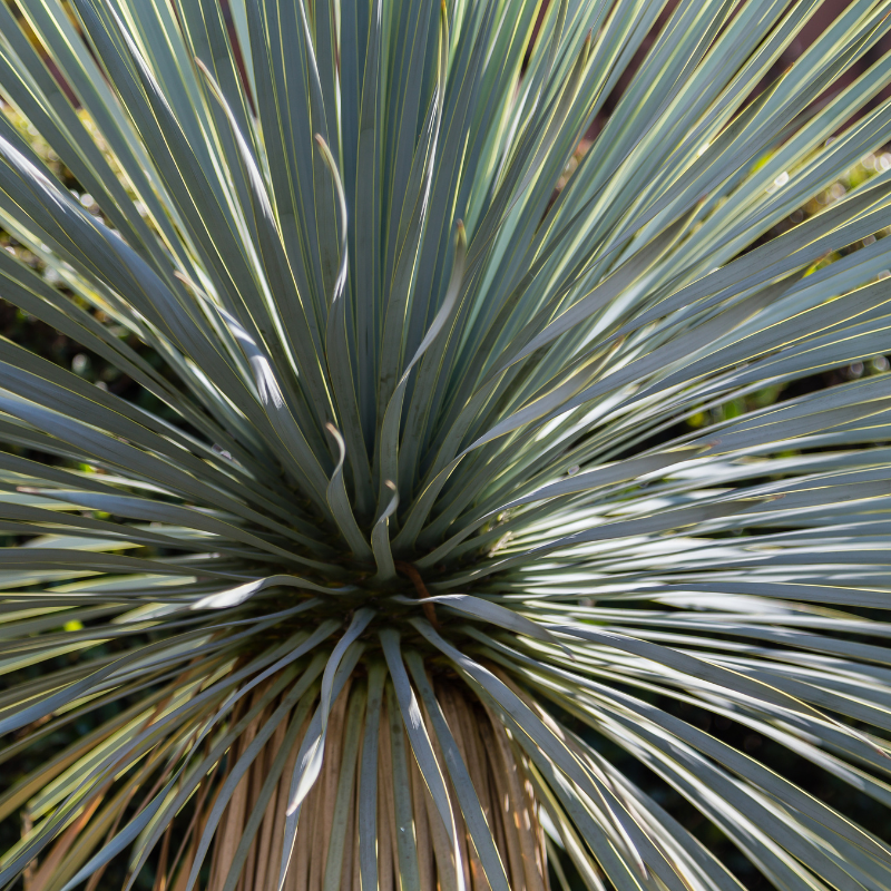 Yucca rostrata Blue and Blue 30/40 cm Pot 5L | Leroy Merlin