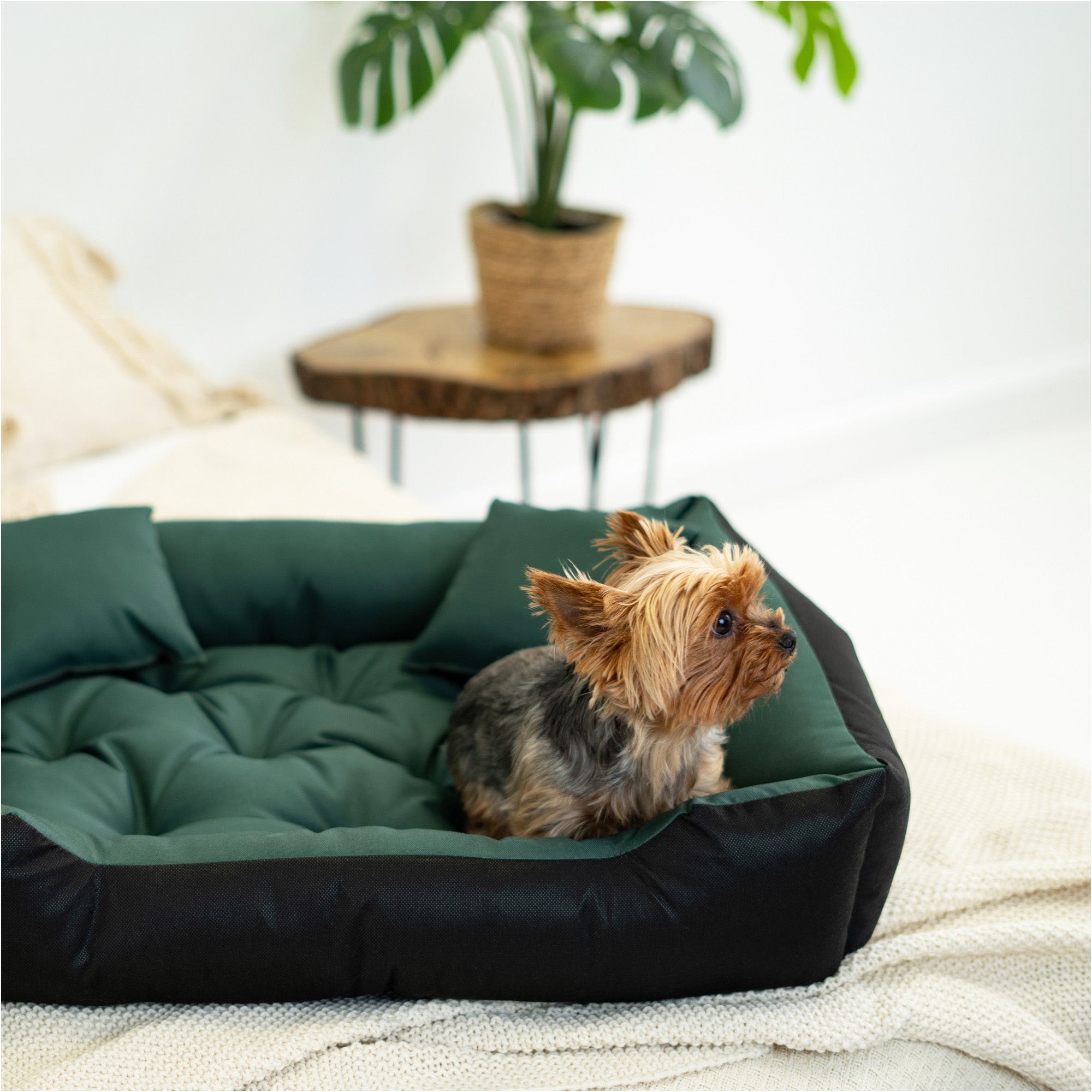 Legowisko EDANTI Dla Psa Wodoodporne Posłanie Kanapa Sofa 75X65 Cm Zielone 1szt. - 2