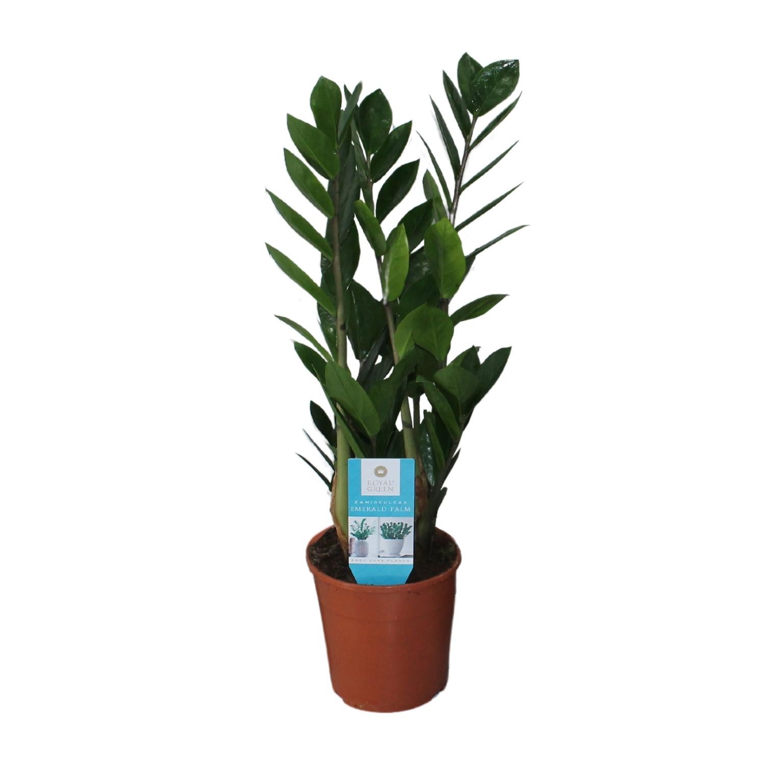 Zamioculcas Zamiifolia - Roślina doniczkowa łatwa w pielęgnacji - Doniczka Ø14cm - Wysokość 55cm